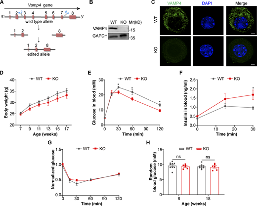VAMP4 KO mice exhibit hyperresponsiveness to glucose due to increased blood insulin levels. (A) Schematic diagram of strategies for the generation of VAMP4 knockout mice, in which the region of Vamp4 exon 3 to exon 7 was deleted, using the CRISPR/Cas9 technique. The solid bars represent ORFs, and the open bars represent UTRs. (B) Representative Western blot images showing the expression levels of VAMP4 in islets isolated from WT and KO mice (n = 3 biological independent samples). GAPDH was used as the loading control. 20 μg of protein was loaded in each lane. (C) Representative confocal images of VAMP4 staining (green) in primary β cells isolated from WT and KO mice (n = 3 biological independent samples). The nuclei of the cells were stained with DAPI (blue). Scale bars, 2 μm. (D) Body weight of male WT and KO mice (n = 6–9 mice per group). (E and F) GTT results (E) and blood insulin levels in the GTT (F) of male WT and KO mice at 14 wk of age for 2 g/kg body weight (n = 6–7 mice per group). (G) ITT results of male WT and KO mice at 16 wk of age for 0.5 U/kg body weight (n = 6–7 mice per group). (H) Ad libitum blood glucose in male WT and KO mice at the ages of 8 and 18 wk (n = 6–9 mice per group). The data are presented as the mean ± SEM. *, P < 0.05. The statistical analyses were performed with two-tailed unpaired Student’s t test (D–H). Source data are available for this figure: SourceData F1.