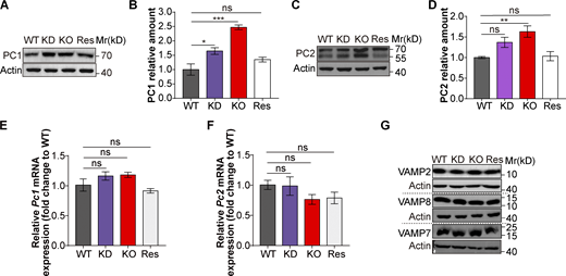 VAMP4 deficiency leads to the accumulation of other granule cargoes. (A–D) Representative Western blot images showing the expression levels of PC1 (A) and PC2 (C) in WT, KD, KO, and rescued INS-1 cells. The bar graphs show the expression levels of PC1 (B) and PC2 (D) quantified from three independent Western blot results. Actin was used as a loading control. (E and F) RT–PCR analysis of the Pc1 (E) and Pc2 (F) mRNA levels in WT, KD, KO, and rescued INS-1 cells. 18S ribosomal RNA was used as an internal control (n = 3 biological independent experiments). (G) Representative Western blot images showing the expression levels of VAMP2, VAMP7, and VAMP8 in WT, KD, KO, and rescued INS-1 cells. Actin was used as the loading control. The data are presented as the mean ± SEM. *, P < 0.05; **, P < 0.01; and ***, P < 0.001. The statistical analyses were performed with one-way ANOVA (B and D–F). Source data are available for this figure: SourceData F4. Refer to the image caption for details.