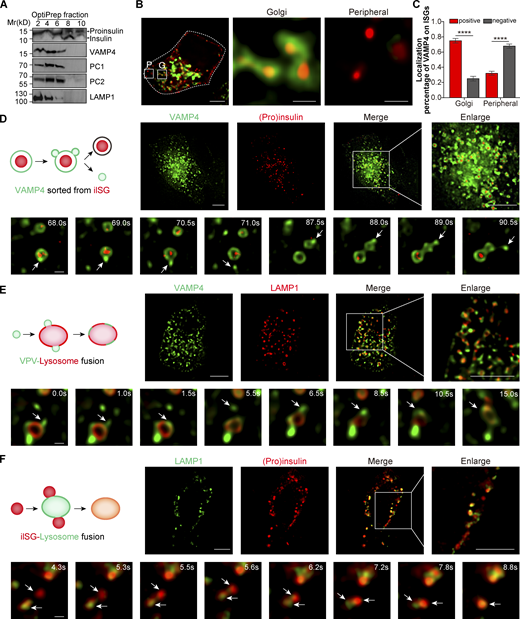 VAMP4 localizes to iISGs and is resorted to CCVs during granule maturation, and VAMP4-positive iISGs and resorted vesicles fuse with lysosomes. (A) Representative Western blot images showing the expression levels of proinsulin, insulin, VAMP4, PC1, PC2, and LAMP1 in different cellular fractions enriched by OptiPrep density gradient centrifugation (n = 3 biological independent experiments). (B) INS-1 cells were transfected with EGFP-tagged VAMP4 (green) and Halo-tagged (pro)insulin (red) plasmids for 48 h under live-cell imaging. Scale bars, 5 μm. Enlarged diagrams of the Golgi (G) region and peripheral (P) region are shown. Scale bars, 1 μm. (C) The percentage of VAMP4 localized on ISGs was higher in the Golgi region than in the peripheral region based on the three-dimensional live-cell imaging data shown in B (n = 6 sections of WT cells and KO cells from three independent experiments). The data are presented as the mean ± SEM. The statistical analyses were performed with two-way ANOVA. ****, P < 0.0001. (D) INS-1 cells were transfected with EGFP-tagged VAMP4 (green) and mCherry-tagged (pro)insulin (red) plasmids for 48 h under live-cell imaging. The diagram and a snapshot of a consecutive event showed that VAMP4 localized to the iISG surface and was removed from iISGs (indicated by arrows). (E) INS-1 cells were transfected with EGFP-tagged VAMP4 (green) and mCherry-tagged LAMP1 (red) plasmids for 48 h under live-cell imaging. The diagram and a snapshot of a consecutive event showed that VAMP4 fused with lysosomes and diffused on the lysosomal membrane (indicated by arrows), VPV, VAMP4-positive vesicle. (F) INS-1 cells were transfected with Halo-tagged LAMP1 (green) and mCherry-tagged (pro)insulin (red) plasmids for 48 h under live-cell imaging. The diagram and a snapshot of a consecutive event showed that (pro)insulin fused with lysosomes (indicated by arrows). Long-term live-cell imaging data were acquired using a Delta Vision OMX V3 system with 100× (NA = 1.40) in B and D–F. The data in D–F represent at least three biological independent experiments. Scale bars, 5 μm (D–F top) and 0.5 μm (D–F bottom). Source data are available for this figure: SourceData F5.
