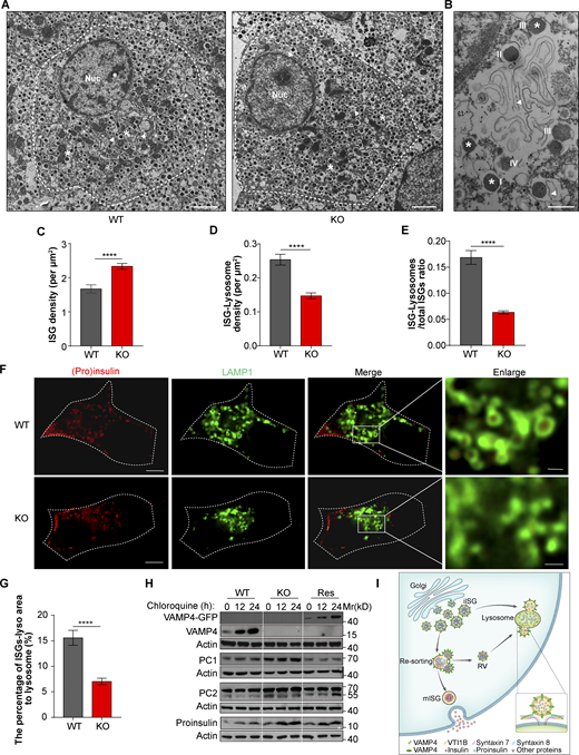 VAMP4 facilitates the fusion of iISGs and resorted vesicles with lysosomes for granule cargo degradation. (A) Representative EM images of pancreatic β cells from WT and KO mice were captured at 100 kV and a magnification of 4,800×. Triangle: lysosome; asterisk: ISG; Nuc: nuclei. Scale bars, 2 μm. (B) Region of interest in EM images of pancreatic β cells from WT mice showing that insulin granules and lysosomes exhibit multiple stages of interaction and fusion. These stages include the following: (Ι) ISG-lysosome contact, (II) ISG-lysosome fusion, (III) ISG-lysosome engulfment, and (IV) ISG-lysosome degradation. Images were captured at 120 kV and a magnification of 23,000×. Triangle: lysosome; asterisk: ISG. Scale bars, 0.5 μm. (C–E) The ISG density (C), density of the ISG-lysosome interaction (D), and ratio of ISG-lysosome contact events to total ISGs (E) in WT and KO mice were quantified from the EM images shown in A. Events from all stages of the ISG-lysosome interaction were included. (F) WT and KO INS-1 cells were transfected with mCherry-tagged (pro)insulin (red) and Halo-tagged LAMP1 (green) for 48 h, and live-cell imaging was performed using the Delta Vision OMX V3 system with 100× (NA = 1.40). Scale bars, 5 μm (left) and 1 μm (right). (G) The bar graph showing the quantified colocalization of LAMP1 and (pro)insulin from the data in F. 10 sections of WT cells and 12 sections of KO cells were analyzed from three biological independent experiments. (H) Representative Western blot images showing the expression levels of VAMP4, PC1, PC2, and proinsulin in WT, KO, and rescued INS-1 cells treated with 100 µM chloroquine for 0, 12, and 24 h. Actin was used as a loading control. (I) VAMP4 working model. The data used for the analysis in C–E were based on 25 β cells in two islets isolated from one WT male mouse and 24 β cells in three islets isolated from two VAMP4 KO male mice. WT and VAMP4 KO mice were 16 wk of age. The data are presented as the mean ± SEM. ****, P < 0.0001. The statistical analyses were performed with two-tailed unpaired Student’s t test (C–E and G). Source data are available for this figure: SourceData F7.