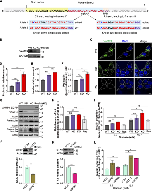 VAMP4 deficiency causes increases in intracellular (pro)insulin and insulin release. (A) Schematic diagram of strategies for the generation of VAMP4 gene-edited INS-1 cells using the CRISPR/Cas9 technique. An sgRNA was designed after the start codon of the Vamp4 gene. A VAMP4 KD cell line in which a single allele was edited and a VAMP4 KO cell line in which double alleles were edited were then obtained. (B) Representative Western blot images showing the expression levels of VAMP4 in WT, KD, and KO INS-1 cells (n = 3 biological independent experiments). GAPDH was used as a loading control. (C) Representative confocal images of VAMP4 staining (green) in WT, KD, and KO INS-1 cells (n = 3 biological independent experiments). The nuclei of cells were stained with DAPI (blue). Scale bars, 5 μm. (D and E) Quantification of the proinsulin levels (D) and insulin levels (E) in WT, KD, and KO INS-1 cells by ELISA (n = 4 biological independent experiments). (F) Analysis of the ratio of proinsulin to total insulin (proinsulin and insulin) in WT, KD, and KO INS-1 cells based on data shown in D and E (n = 4 biological independent experiments). (G) Representative Western blot images showing the expression levels of VAMP4, proinsulin, and insulin in WT, KD, KO, and rescued INS-1 cells. Actin was used as a loading control (n = 3 biological independent experiments). (H) RT–PCR analysis of the Ins mRNA levels in WT, KD, KO, and rescued INS-1 cells. 18S ribosomal RNA was used as an internal control (n = 3 biological independent experiments). (I) Measurement of insulin secretion from WT, KD, KO, and rescued INS-1 cells incubated for 1 h in the presence of 2.8 or 16.7 mM glucose (n = 6 biological independent samples). (J and K) Representative Western blot images (upper panel) showing the expression levels of STX7 (J) and STX8 (K) in INS-1 cells 72 h after transfection with siRNAs (siCtrl, siSTX7, and siSTX8). The bar graphs (lower panel) show the knockdown efficiency of STX7 and STX8 quantified from three independent Western blot results. Actin was used as the loading control. (L) Measurement of insulin secretion from INS-1 cells at 72 h after transfection with siCtrl, siSTX7, or siSTX8. The cells were incubated for 1 h in 2.8 or 16.7 mM glucose. The data are shown as the mean ± SEM (n = 3 biological independent experiments). The data are presented as the mean ± SEM. *, P < 0.05 and **, P < 0.01. The statistical analyses were performed with two-tailed unpaired Student’s t test (J and K) and one-way ANOVA (D–F, H, I and L). Source data are available for this figure: SourceData FS2. Refer to the image caption for details.