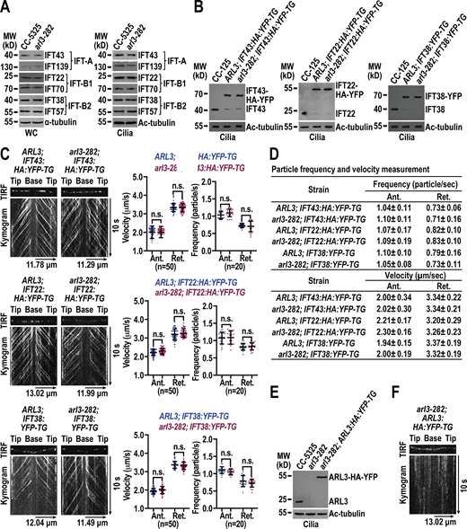 ARL3 enters cilia by diffusion and does not affect IFT. (A) Immunoblots of whole cell (WC) samples and cilia of CC-5325 and arl3-282 cells probed for IFT43 and IFT139 (IFT-A), IFT22 and IFT70 (IFT-B1), and IFT38 and IFT57 (IFT-B2). (B) Immunoblots of cilia of three cell groups indicated on the top probed with α-IFT43, α-IFT22, and α-IFT38, respectively. (C) Representative TIRF images and corresponding kymograms of the three cell groups shown in B. Velocities and frequencies of YFP- and HA-YFP–labeled proteins to traffic inside cilia were shown as graphs. Error bar indicates SD n indicates the number of cilia analyzed. For measuring anterograde and retrograde velocities, 50 cilia were analyzed. 20 cilia were measured for determining anterograde and retrograde frequencies. ns indicates non-significance. One sample unpaired Student’s t test is indicated. (D) Velocities and frequencies of YFP- and HA-YFP–tagged proteins to traffic inside cilia in C shown as numbers. (E) Immunoblots of cilia of CC-5325, arl3-282, and arl3-282; ARL3:HA:YFP-TG cells probed with α-ARL3. (F) Representative TIRF image and corresponding kymogram of the arl3-282; ARL3:HA:YFP-TG cell (Video 1, 15 fps). For A, B, and E, α-tubulin and acetylated (Ac)-tubulin were used to adjust the loading of WC samples and cilia, respectively. MW: molecular weight. For C and D, Ant. and Ret. represent anterograde and retrograde, respectively. For C and F, the time and transport lengths are indicated on the right and on the bottom, respectively. The ciliary base (base) and tip (tip) were shown. Source data are available for this figure: SourceData F1. Refer to the image caption for details.