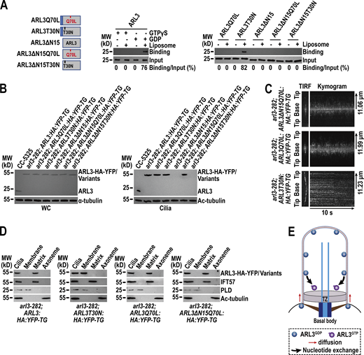 ARL3GDPbinds the membrane via its N-terminal amphipathic helix for diffusing into cilia. (A) Schematic presentation of bacterially expressed ARL3 and its variants (shown on the left). ΔN15 stands for the N-terminal 15 amino acids of ARL3 deleted. Immunoblots of liposome flotation captured ARL3 preloaded with GTPγS or GDP (shown in the middle) and its variants (shown on the right) with α-ARL3. ARL3 or its variants along was used as an input for evaluating their binding/input ratio shown as percentile. (B) Immunoblots of WC samples and cilia of cells indicated on the top probed with α-ARL3. α-Tubulin and acetylated (Ac)-tubulin were used to adjust the loading of WC samples and cilia, respectively. MW, molecular weight. (C) Representative TIRF images and corresponding kymograms of cells indicated on the top (Videos 2, 3, and 4, 15 fps). The time and transport lengths are indicated on the right and on the bottom, respectively. The ciliary base (base) and tip (tip) were shown. (D) Immunoblots of ciliary fractions of cells indicated on the bottom probed with α-HA, α-IFT57 (ciliary matrix marker), α-PLD (ciliary membrane marker) and Ac-tubulin (axoneme marker). (E) Schematic presentation of how ARL3GDP binds the membrane for diffusing into cilia prior to converting to ARL3GTP for being enriched at the proximal ciliary region. Source data are available for this figure: SourceData F2. Refer to the image caption for details.