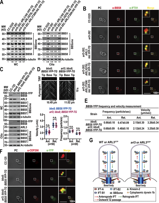 ARL3GTPpromotes the BBSome to move across the TZ for ciliary retrieval. (A) Immunoblots of WC samples and cilia of cells indicated on the top probed for the BBSome subunits BBS1, BBS4, BBS5, BBS7, and BBS8. The numbers below the blots indicate band intensities (CC-5325 as 1). The values were normalized based on the α-tubulin (WC) and Ac-tubulin (cilia) signaling. (B) Cells indicated on the left stained with α-BBS8 (red) and α-IFT81 (green). BBS8 and IFT81 both are basal body markers. (C) Immunoblots of WC samples and cilia of cells indicated on the top probed with α-BBS8, α-ARL3, α-BBS1, α-BBS4, α-BBS5, and α-BBS7. MW, molecular weight. (D) Representative TIRF images and corresponding kymograms of bbs8; BBS8:YFP-TG and arl3;bbs8; BBS8:YFP-TG cells (Videos 5 and 6, 15 fps). The time and transport lengths are indicated on the right and on the bottom, respectively. The ciliary base (base) and tip (tip) were shown. Velocities and frequencies of BBS8-YFP to traffic inside cilia were shown as graphs. Error bar indicates SD; n indicates the number of cilia analyzed. For measuring anterograde and retrograde velocities, 50 cilia were analyzed. 20 cilia were measured for determining anterograde and retrograde frequencies. ns indicates non-significance. One sample unpaired Student’s t test is indicated. (E) Velocities and frequencies of BBS8-YFP to traffic inside cilia of bbs8;BBS8:YFP-TG and arl3;bbs8;BBS8:YFP-TG cells shown as numbers. (F) CC-125, bbs8;BBS8:YFP-TG, and arl3;bbs8;BBS8:YFP-TG cells stained with α-CEP290 (red) and α-YFP (green). CEP290 and BBS8-YFP serve as a TZ and basal body marker, respectively. (G) Schematic representation of how the loss of ARL3 and the presence of ARL3GDP but not ARL3GTP blocks outward movement of the BBSome across the TZ for ciliary retrieval. For A and C, α-tubulin and Ac-tubulin were used to adjust the loading of WC samples and cilia, respectively. For D and E, Ant. and Ret. represent anterograde and retrograde, respectively. For B and F, phase contrast (PC) images of cells were also shown. Inset shows the proximal ciliary region and the basal bodies. Inset magnifications (100 times) were shown. Scale bars, 10 µm. Source data are available for this figure: SourceData F3. Refer to the image caption for details.