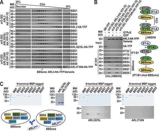 The BBSome can shed from retrograde IFT trains at the TZ region to act as an ARL3 effector. (A) Immunoblots of sucrose density gradients of arl3-282; ARL3:HA:YFP-TG, arl3-282; ARL3Q70L:HA:YFP-TG, and arl3-282; ARL3T30N:HA:YFP-TG cilia probed with α-BBS1, α-BBS4, α-BBS5, α-BBS7, α-BBS8, and α-ARL3. (B) Immunoblots of α-YFP-captured proteins from HR-YFP (HA-YFP-expressing CC-125 cells), arl3-282; ARL3:HA:YFP-TG (in the presence of excessive GTPγS or GDP), arl3-282; ARL3Q70L:HA:YFP-TG, and arl3-282; ARL3T30N:HA:YFP-TG cilia probed for the IFT-B1 subunits IFT22 and IFT70 and the BBSome subunits BBS1, BBS4, BBS5, BBS7, and BBS8. HMEKN stands for the buffer used for solving cilia. Input was quantified with α-YFP by immunoblotting. A schematic representation of how a reservoir of the BBSome independent of IFT-B1 association exists in HMEKN buffer was shown on the right. (C) Bacterially expressed MBP, MBP-BBS1, MBP-BBS2, MBP-BBS4, MBP-BBS5, MBP-BBS7, MBP-BBS8, and MBP-BBS9 (left) were mixed with ARL3Q70L or ARL3T30N (second to the left) and complexes recovered on amylose beads were resolved by SDS-PAGE followed by Coomassie staining and immunoblotting with α-ARL3 (second to the right and right, respectively). A schematic representation of direct interactions of ARL3Q70L with BBS1 and BBS5 of the BBSome was shown (lower left). MW, molecular weight. Source data are available for this figure: SourceData F4. Refer to the image caption for details.