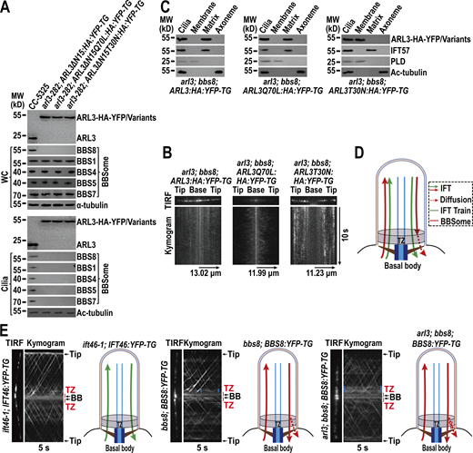 Retrograde IFT train-shed BBSomes pass the TZ for ciliary retrieval likely via diffusion. (A) Immunoblots of WC samples and cilia of cells indicated on the top probed with α-ARL3, α-BBS8, α-BBS1, α-BBS4, α-BBS5, and α-BBS7. α-Tubulin and acetylated (Ac)-tubulin were used to adjust the loading of WC samples and cilia, respectively. MW, molecular weight. (B) Representative TIRF images and corresponding kymograms of arl3; bbs8; ARL3:HA:YFP-TG, arl3; bbs8; ARL3Q70L:HA:YFP-TG, and arl3; bbs8; ARL3T30N:HA:YFP-TG cells. The time and transport lengths were indicated on the right and on the bottom, respectively. The ciliary base (base) and tip (tip) were shown. (C) Immunoblots of ciliary fractions of arl3; bbs8; ARL3:HA:YFP-TG, arl3; bbs8; ARL3Q70L:HA:YFP-TG, and arl3; bbs8; ARL3T30N:HA:YFP-TG cells probed with α-HA, α-IFT57 (ciliary matrix marker), α-PLD (ciliary membrane marker) and Ac-tubulin (axoneme marker). (D) Schematic representation of how IFT trains and the BBSome cycle between basal body and cilia. The diffusion of retrograde IFT train-shed BBSomes through the TZ for ciliary retrieval was shown. (E) Representative TIRF images and corresponding kymograms of ift46-1; IFT46:YFP-TG, bbs8; BBS8:YFP-TG, and arl3; bbs8; BBS8:YFP-TG cells (Videos 7, 8, and 9, 15 fps). Blue braces indicate the diffusion pattern of certain BBS8-YFP inside the TZ region of bbs8; BBS8:YFP-TG cells (the middle panel) and BBS8-YFP accumulation right above the TZ of arl3; bbs8; BBS8:YFP-TG cells (the right panel). The time was indicated on the bottom. The ciliary base (base) and tip (tip), the transition zone (TZ) and the basal body (BB) were shown. The corresponding schematic representation of how IFT46-YFP and BBS8-YFP cycle between the basal body and cilia was also shown. Source data are available for this figure: SourceData F5. Refer to the image caption for details.
