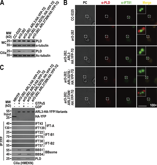 ARL3GTPrecruits the retrograde IFT train-shed and PLD-laden BBSome to move across the TZ for ciliary retrieval. (A) Immunoblots of WC samples and cilia of CC-5325, arl3-282, arl3-282; ARL3:HA:YFP-TG, arl3-282; ARL3Q70L:HA:YFP-TG, and arl3-282; ARL3T30N:HA:YFP-TG cells probed for PLD. α-Tubulin and acetylated-α-tubulin (Ac-tubulin) were used as a loading control for WC samples and cilia, respectively. (B) CC-5325, arl3-282, arl3-282; ARL3:HA:YFP-TG, arl3-282; ARL3Q70L:HA:YFP-TG, and arl3-282; ARL3T30N:HA:YFP-TG cells stained with α-PLD (red) and α-IFT81 (green). PC images of cells were shown. Inset shows the proximal ciliary region and the basal bodies. Inset magnification (100 times) was shown. Scale bar, 10 µm. (C) Immunoblots of α-YFP-captured proteins from HR-YFP (HA-YFP-expressing CC-125 cells), arl3-282; ARL3:HA:YFP-TG (in the presence of GTPγS or GDP), arl3-282; ARL3Q70L:HA:YFP-TG, and arl3-282; ARL3:HA:YFP-TG cilia probed for the IFT-B1 subunits IFT22 and IFT70, the IFT-B2 subunits IFT38 and IFT57, the IFT-A subunits IFT43 and IFT139, the BBSome subunits BBS1 and BBS4, and PLD. HMEKN stands for the buffer used for solving cilia. Input was quantified with α-YFP by immunoblotting. MW, molecular weight. Source data are available for this figure: SourceData F6. Refer to the image caption for details.