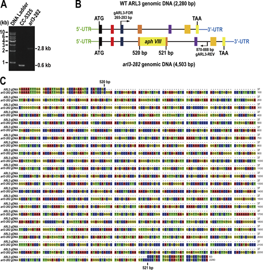 Characterization of the CLiP strain (LMJ.RY0420.182282) named arl3-282. (A) Agarose gel electrophoresis of the PCR products amplified from genomes of CC-5325 and arl3-282 cells. The primer pair gARL3-FOR and gARL3-REV were used to amplify the ARL3 genomic DNA of 624-bp from CC-5325 cells. A single DNA fragment of ∼2.8-kb (2,848-bp) was amplified from the arl3-282 cells by using the same primer pair. (B) Schematic representation showing that a paromomycin-resistant gene (aphVIII) inserted to the fourth exon in ARL3 gene of arl3-282 cells. The boxes with colors and the lines represent the exons and introns of ARL3 gene, respectively. (C) Sequence alignment of the ARL3 genomic DNAs (gDNA) between CC-5325 and arl3-282 cells. The arl3-282 cell contains a 2,284-bp aphVIII insertion between 520- and 521-bp in the ARL3 gDNA. Source data are available for this figure: SourceData FS2. Refer to the image caption for details.