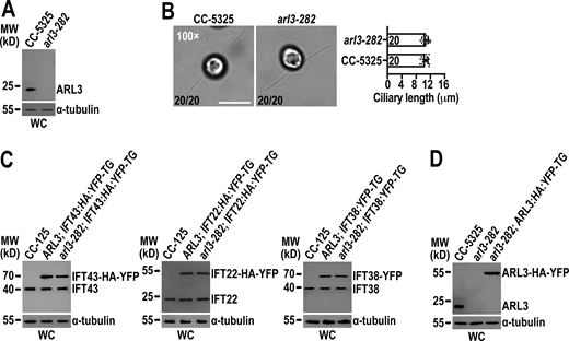 Chlamydomonas ARL3 is dispensable for ciliation and IFT. (A)arl3-282 is an ARL3-null mutant. Immunoblots with the affinity-purified ARL3 antiserum identified ARL3 protein with a size of ∼20 kD in whole cell (WC) samples of CC-5325 but not arl3-282 cells. MW stands for molecular weight. (B)arl3-282 cells assemble cilia with normal length. Representative phase contrast images of CC-5325 and arl3-282 cells were shown (left). The number of cells which have cilia in 20 counted cells was listed for each strain. Inset magnification (100 times) was shown. Scale bar: 10 µm. arl3-282 cells had full-length cilia (10.47 ± 0.82 µm, n = 20) compared to CC-5325 cells (10.57 ± 0.76 µm, n = 20). Mean lengths are listed; error bar indicates SD, and n indicates the number of cilia counted and listed in each bar. ns: non-significance (right). One sample unpaired Student’s t test is indicated. (C) Immunoblots of WC samples of three group cells including CC-125, ARL3; IFT43:HA:YFP-TG, and arl3-282; IFT43:HA:YFP-TG (left); CC-125, ARL3; IFT22:HA:YFP-TG, and arl3-282; IFT22:HA:YFP-TG (middle); and CC-125, ARL3; IFT38:YFP-TG, and arl3-282; IFT38:YFP-TG (right) probed with α-IFT43, α-IFT22, and α-IFT38, respectively. For each group of the cells, the YFP- or HA-YFP-tagged proteins of both CC-125 and arl3-282 background were determined to express at the WT CC-125 protein levels. (D) Immunoblots of WC samples of CC-5325, arl3-282, and arl3-282; ARL3:HA:YFP-TG probed with α-ARL3. For A, C, and D, α-tubulin we used as a loading control. Source data are available for this figure: SourceData FS3. Refer to the image caption for details.