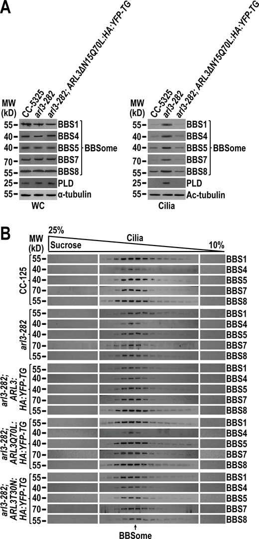 N-terminal 15 amino acids are dispensable for ARL3Q70Lto maintain the ciliary content of the BBSome and PLD and ARL3 does not affect BBSome integrity in cilia. (A) Immunoblots of WC samples and cilia of CC-5325, arl3-282, arl3-282; ARL3ΔN15Q70L:HA:YFP-TG cells probed for the BBSome subunits BBS1, BBS4, BBS5, BBS7, BBS8, and PLD. α-tubulin and acetylated (Ac)-tubulin were used to adjust the loading of WC samples and cilia, respectively. (B) Immunoblots of sucrose density gradients of CC-5325, arl3-282, arl3-282;ARL3:HA:YFP-TG, arl3-282; ARL3Q70L:HA:YFP-TG, and arl3-282;ARL3T30N:HA:YFP-TG cilia probed for BBS1, BBS4, BBS5, BBS7, and BBS8. These BBSome proteins co-sedimented completely. Source data are available for this figure: SourceData FS4. Refer to the image caption for details.