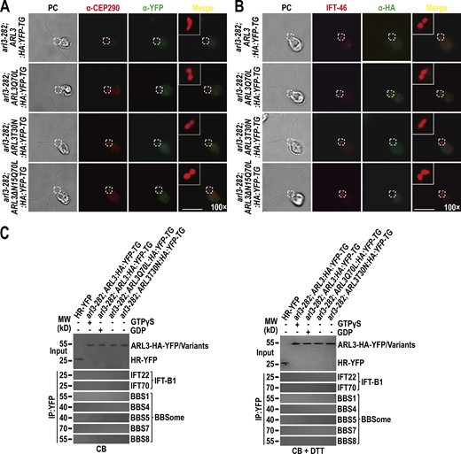 ARL3 is undetectable at the TZ and basal bodies by immunostaining nor binds the IFT-B1-shed BBSome in cytoplasm. (A)arl3-282; ARL3:HA:YFP-TG, arl3-282; ARL3Q70L:HA:YFP-TG, arl3-282; ARL3T30N:HA:YFP-TG, and arl3-282; ARL3ΔN15Q70L:HA:YFP-TG cells stained with α-CEP290 (red) and α-YFP (green). The CEP290-labeled TZ was shown. α-YFP fails to detect ARL3-HA-YFP and its variants. (B) Same cells as shown in A stained with α-IFT46 (red) and α-HA (green). IFT46-labeled basal bodies were shown. α-HA fails to detect ARL3-HA-YFP and its variants. (C) Immunoblots of α-YFP-captured proteins from cell body (CB) samples of HR-YFP (HA-YFP-expressing CC-125 cells), arl3-282; ARL3:HA:YFP-TG (in the presence of GTPγS or GDP), arl3-282; ARL3Q70L:HA:YFP-TG, and arl3-282; ARL3T30N:HA:YFP-TG cells probed for the IFT-B1 subunits IFT22 and IFT70 and the BBSome subunits BBS1, BBS4, BBS5, BBS7, and BBS8 in the absence of DTT (left) and in the presence of DTT (right). Input was quantified with α-YFP by immunoblotting. MW stands for molecular weight. ARL3-HA-YFP fails to recover the IFT-B1-shed BBSome in the cell body. For A and B, phase contrast (PC) images of cells were shown. Inset shows the proximal ciliary region and the basal bodies. Inset magnifications (100 times) were shown. Scale bars, 10 µm. Source data are available for this figure: SourceData FS5.