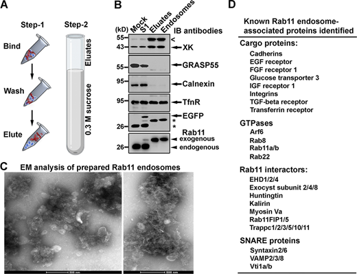 Proteomic analysis of Rab11 endosomes uncovers XK. (A) Schematic representation of two-step isolation of Rab11 endosomes. STHdhQ7/Q7 cells were transfected with pcDNA3.1-6xHis-Rab11 to label endosomes. Homogenates were prepared using a ball-bearing homogenizer and centrifuged to remove nuclei and then incubated with Nickel resins. Eluates from Nickel resins were overlaid on a sucrose gradient and centrifuged to obtain membrane-bound His-Rab11 in pellets (endosomes). (B) Western blot analysis of eluates from nickel resins and ultracentrifuge pellets (membrane-bound His-Rab11) with indicated antibodies. Shown are blot analyses from one of the four individual endosomal preparations. The open arrowhead indicates a protein likely to be an isoform of XK, as signals for this protein were very low at the basal state and appeared to increase when different amounts of XK-expressing plasmids were transfected (Fig. S1). Star symbols indicate signals for exogenous and endogenous Rab11, which were still persistent during the incubation of the blots with anti-EGFP and secondary antibodies. (C) Membrane-bound His-Rab11 in ultracentrifugation pellets were resuspended in glutaraldehyde and dropped onto grids for electron microscopic analysis. Images in both panels showed profiles of tubulovesicular clusters, which are reminiscent of recycling endosomes in cells. Shown are electron microscopic images from one of four individual endosomal preparations.(D) Examples of known Rab11 interactors and/or known cargo proteins identified in the proteomic analysis of isolated Rab11 endosomes are shown. Shown are the proteins identified in all four endosomal preparations. Source data are available for this figure: SourceData F1.