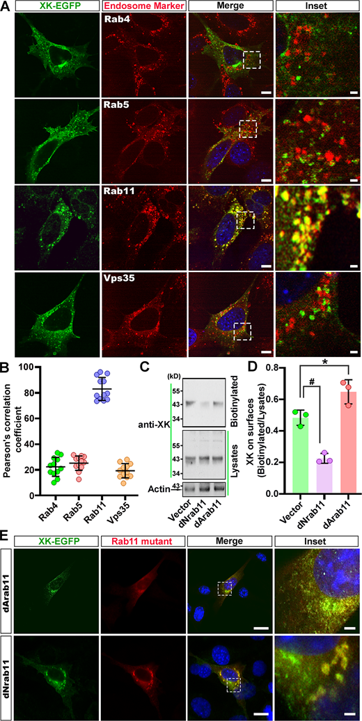 Rab11 regulates XK trafficking. (A) Colocalization of XK-EGFP with mCherry-Rab11 in striatal cells. SThdhQ7/Q7 cells were transfected with plasmids expressing XK-EGFP and with plasmids expressing dsRed-Rab4, dsRed-Rab5, dsRed-Vps35, or mCherry-Rab11. After treatment with β-cycloheximide, cells were processed for fluorescence microscopy. Shown are representative confocal images, which were captured individually for each channel and merged. Yellow structures indicate where the colocalization of XK-EGFP with mCherry-fused endosomal marker proteins took place. Scale bars: 10 μm (merge) and 2 μm (inset). (B) Pearson’s coefficient of colocalization. Digital images were analyzed with the JACoP plugin of the NIH ImageJ Fiji. Each symbol represents one cell. Data are mean ± SD. (C) Western blot of biotinylated proteins and postnuclear supernatants of SThdhQ7/Q7 cells transfected with plasmids expressing dNrab11 or dArab11 or empty vectors. Shown are blot analyses from one of the three individual experiments. (D) Densitometry for blot analyses in C. Data are mean ± SD. One-way ANOVA and post hoc Tukey’s analysis: F(2,6) = 44.26, P < 0.001; Tukey’s test * P < 0.01, # P < 0.001. (E) Effects of dominant active and inactive mutants of Rab11 on the subcellular distribution of XK-EGFP. STHdhQ7/Q7 cells were transfected with plasmids expressing XK-EGFP along with plasmids expressing mCherry-fused dArab11 or dNrab11. Confocal images showed that XK-EGFP and mCherry-dArab11 colocalized at small vesicular structures distributed throughout the cytoplasm and clustered at perinuclear regions, whereas the colocalization of XK-EGFP and mCherry-dNrab11 occurred at large tubulovesicular structures. Scale bars: 20 μm (merge) and 3 μm (inset). Source data are available for this figure: SourceData F2.