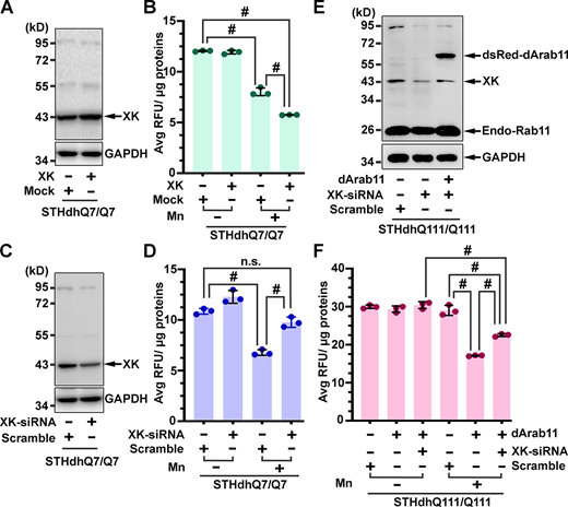 XK is involved in transporting manganese. (A–D) Mn accumulation in SThdhQ7/Q7 cells was elevated and reduced upon ectopic expression (A and B) and knockdown (C and D) of XK, respectively. SThdhQ7/Q7 cells were transfected with pcDNA3.1-XK or empty vector (Mock) or XK-specific or Scramble siRNA. After exposure to Mn, cells were harvested for verifying changes in expression levels of XK by Western blot analysis (A and C) and for measuring the contents of cellular Mn (B and D). Blot analyses shown in A and C were obtained from one of the three experiments. (E and F) Expression of dArab11 in SThdhQ111/Q111 cells promotes Mn accumulation in an XK-dependent manner. SThdhQ111/Q111 cells were transfected with plasmids expressing dsRed-dArab11 along with XK-specific or Scramble siRNA. After Mn exposure, cells were collected for Western blot analysis (E) and measurement of cellular Mn (F). Data in B, D, and F are mean ± SD. One-way ANOVA and post hoc Tukey’s analysis: F(3,8) = 619.5, P < 0.0001 (B), F(3,8) = 81.47, P < 0.0001 (D), F(5,12) = 144, P < 0.0001 (F); Tukey’s test: # P < 0.0001. Source data are available for this figure: SourceData F5. Refer to the image caption for details.