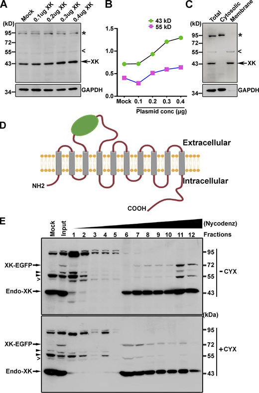 Characterization of anti-XK antibodies and the XK-EGFP reporter. (A) Western blot analysis of lysates of cells transfected with the indicated amounts of plasmids expressing WT XK. (B) Densitometry of blot analyses in A showed that signals for the protein band of ∼43 kD identified with an arrow increased in a plasmid dose-dependent manner. Signals for the protein band of ∼52 kD indicated by an open arrowhead were very weak at basal state, but also appeared to increase in a plasmid dose-dependent manner. Signals for the protein bands of 90 and 100 kD marked by a star symbol remained constant regardless of the amount of plasmids transfected, suggesting that they are crossreactive. (C) Western blot analysis of cytosol and total membranes prepared from STHdhQ7/Q7 cells. The protein bands of 43 and 52 kD, respectively, were present in total membranes, whereas the protein bands of 90 and 100 kD were cytosolic, further supporting their crossreactivity to XK antibodies. (D) Schematic representation of the XK-EGFP reporter. (E) STHdhQ7/Q7 cells were transfected with pcDNA3.1-XK for 16 h and further cultured in the presence or absence of β-cycloheximide (CYX) for 5 h. Cells were collected for preparing homogenates by passing through a 25-gauge needle. Postnuclear supernatants were overlaid on a discontinuous Nycodenz gradient and centrifuged as in Materials and methods. The same volume of each fraction was analyzed by Western blot. Protein bands identified by fixed arrowheads were detected by other antibodies left over in the XK antibody solutions which were reused. XK-EGFP was expressed at the expected size. The open arrowhead indicated the 52 kD isoform of XK. Source data are available for this figure: SourceData FS1.