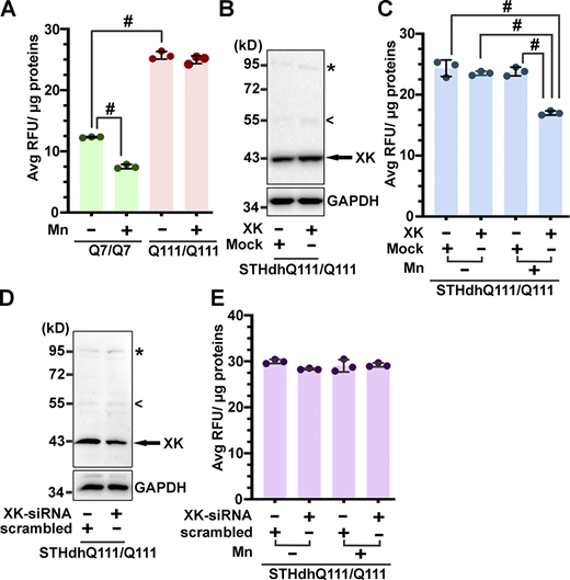 Effects of altered levels of XK on manganese accumulation in HD striatal cells. (A) Deficiency of Mn in STHdhQ111/Q111 cells. At basal and Mn-triggered states, STHdhQ111/Q111 cells enriched less Mn than STHdhQ7/Q7 cells, suggesting that HD striatal cells have a deficit in taking up Mn. (B and C) Ectopic expression of XK significantly improved STHdhQ111/Q111 cells to accumulate Mn. (D and E) However, XK-siRNA treatment had little effect on Mn accumulation in STHdhQ111/Q111 cells, though XK was efficiently lowered down upon transfection with XK-specific siRNA. Blot analyses in B and D were from one of three experiments. Data in C and E are mean ± SD. One-way ANOVA and post hoc Tukey’s analysis: F(3,8) = 1,083, P < 0.0001 (A); F(3,8) = 55.8, P < 0.001 (C); F(3,8) = 2.495, P = 0.134 (E); Tukey’s test: # P < 0.0001. Source data are available for this figure: SourceData FS5.