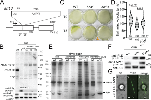 Chlamydomonas arl13 shows defects in swimming, phototaxis, and ciliary composition. (A) Schematic presentation of ARL13 genomic DNA and the insertion in arl13. The start codon of ARL13 and the positions of the primers used to track the insertion are indicated (arrows #1–3). (B) Western blot of isolated cilia from control (g1, WT), arl13, and three different arl13 ARL13-NG strains, probed with antibodies against ARL13, PLD, FAP12 and, as a loading control, IC2. The star marks a potential ARL13 fragment. The quantification of the band strengths normalized for those of IC2 are shown in brackets and is based on one experiment. See Fig. S2, A and B, for average data based on several biological replicates. (C) Population phototaxis assay of control (g1, WT), bbs1, and arl13. The direction of light and time of exposure in minutes are indicated. (D) Violin plot of the swimming velocities of control (g1, WT), arl13, and arl13 ARL13-NG cells. N, the number of cells analyzed. The P values of a two-tailed t test are indicated. (E) Silver stained SDS-PAGE of isolated cilia and ciliary subfractions from Triton X-114 phase partitioning of the control (g1, WT) and arl13 strains. (F) Western blot comparing isolated cilia from the control (g1, WT), arl13, and bbs4-1 strains, probed with antibodies against PLD, FAP12, and, as a loading control, IC2. The quantification of the band strengths normalized for those of IC2 is shown in brackets and is based on one experiment. (G) Bright-field (BF), TIRF, and merged image showing the distribution of ARL13-NG. Arrowheads mark the ciliary tips. Bar = 2 µm. Source data are available for this figure: SourceData F1. Refer to the image caption for details.