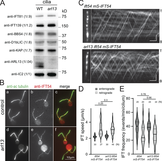 IFT is normal in arl13 mutant cilia. (A) Western blot of isolated control (g1, WT) and arl13 cilia probed with antibodies against IFT81, IFT139, BBS4, D1BLIC, KAP, ARL13, and, as a loading control, IC2. The quantification of the band strengths normalized for those of IC2 are shown in brackets. The analysis is based on several membranes with equal loading; the lanes stained with anti-ARL13 and anti-IC2 were also used for the Western blot shown in Fig. S2 E. (B) Immunofluorescence staining of control (g1; a–c) and arl13 (d–f) cells with antibodies to acetylated tubulin (a and d) and IFT54 (b and e). Merged images are shown in c and f. (C) TIRF images and corresponding kymograms showing IFT in ift54 mS-IFT54 and arl13 ift54 mS-IFT54 cilia. Anterograde IFT results in trajectories from the bottom left to the top right whereas top left to bottom right trajectories result from retrograde IFT. The ciliary tips (T) and bases (B) are indicated. Bars = 2 µm and 2 s. (D) Violin plot of anterograde and retrograde velocities of mS-IFT54 in ift54 mS-IFT54 and arl13 ift54 mS-IFT54 cilia. The P values of a two-tailed t test are indicated. N, the number of IFT trains analyzed. (E) Violin plot of the anterograde and retrograde IFT frequencies of mS-IFT54 in ift54 mS-IFT54 and arl13 ift54 mS-IFT54 cilia. The P-values of a two-tailed t test are indicated. N, the number of cilia analyzed. Source data are available for this figure: SourceData F2. Refer to the image caption for details.