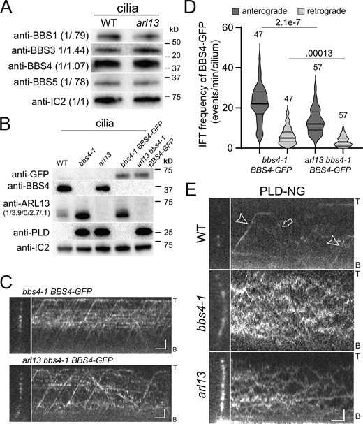 PLD fails to move by IFT carriers in arl13 cilia. (A) Western blot of isolated cilia from control (g1, WT) and arl13 probed with antibodies against BBS1, BBS3, BBS4, BBS5, and IC2, as a loading control. The quantification of the band intensities normalized for those of IC2 is shown in brackets and is based on one experiment. (B) Western blot of isolated cilia from WT, bbs4-1, arl13, bbs4-1 BBS4-GFP, and arl13 bbs4-1 BBS4-GFP strains probed with antibodies against GFP, BBS4, ARL13, PLD, and IC2 as a loading control. The quantification of the anti-ARL13 band strengths normalized for those of IC2 are shown in brackets and is based on one experiment. Note that ARL13 remained elevated in cilia of the bbs4-1 BBS4-GFP strain. (C) TIRF images and corresponding kymograms of bbs4-1 BBS4-GFP and arl13 bbs4-1 BBS4-GFP cilia. The ciliary tips (T) and bases (B) are indicated. Bars = 2 µm and 2 s. (D) Violin plot of the anterograde and retrograde IFT frequencies of BBS4-GFP in bbs4-1 BBS4-GFP and arl13 bbs4-1 BBS4-GFP cilia. The number of cilia analyzed and the P values of a two-tailed t test are indicated. (E) TIRF images and corresponding kymograms of PLD-NG in control (g1, WT), bbs4-1 and arl13 cilia. Note anterograde (arrowheads) and retrograde (arrow) IFT of PLD-NG in control cilia. The ciliary tips (T) and bases (B) are indicated. Bars = 2 µm and 2 s. Source data are available for this figure: SourceData F3.
