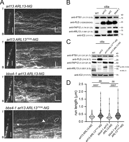 IFT of Chlamydomonas ARL13 is rare. (A) Gallery of still images and corresponding kymograms showing ciliary movements of ARL13-NG and ARL13F53A-NG in arl13 and bbs4-1 arl13 cilia. Arrowheads mark anterograde and open arrows retrograde IFT of ARL13; the dashed circles mark putative IFT events. The ciliary tips (T) and bases (B) are indicated. Bars = 2 µm and 2 s. (B) Western blot of control (g1, WT), arl13, arl3, and bbs4-1 cilia probed with antibodies against IFT81, PLD, FAP12, ARL13, and IC2. The quantification of the band strengths normalized for those of IC2 is shown in brackets and is based on one experiment. (C) Western blot of control (g1, WT), arl13, arl13 ARL13F53A-NG, and arl13 ARL13-NG cilia probed with antibodies against IFT81, PLD, FAP12, ARL13, and IC2 as a loading control. The quantification of the band strengths normalized for those of IC2 is shown in brackets and is based on one experiment. (D) Violin plot of the run lengths, i.e., distance transported processively by IFT, of ARL13-NG, and ARL13F53A-NG in the arl13 and the bbs4-1 arl13 strains. Transport of ARL13F53A-NG was more processive than that of ARL13-NG in arl13 and arl13 bbs4-1 mutants. The P values of a two-tailed t test are indicated; see Table 2 for additional information. Source data are available for this figure: SourceData F4. Refer to the image caption for details.