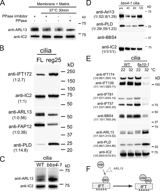 ARL13 accumulates in BBSome-deficient cilia. (A) Western blot of isolated control (g1, WT) cilia treated with phosphatase inhibitor or protein phosphatase (PPase) as indicated and probed with antibodies against ARL13 and, as a loading control, IC2. (B) Western blot comparing full-length and regenerating control cilia; the latter were harvested ∼25 min after the onset of cilia regrowth. Note relative accumulation of IFT172 and PLD and the reduction of FAP12 and phospho-ARL13 in short growing cilia. The quantification of the band strengths normalized for those of IC2 is shown in brackets and is based on one experiment. (C) Western blot of control (g1, WT) and bbs4-1 cilia probed with antibodies against ARL13 and, as a loading control, IC2. (D) Western blot of pre-deciliation (pre) and regenerating bbs4-1 cilia (time in minutes after cilia amputation is indicated) probed with antibodies against ARL13, PLD, BBS4 and, as a loading control, IC2. Note the accumulation of ARL13 over time. The quantification of the band strengths normalized for those of IC2 is shown in brackets and is based on one experiment. This figure is also part of Fig. S3 B. See Fig. S5, B and D for analyses of other bbs mutants. (E) Western blot analysis of cilia from control (g1, WT) and fla10-1 maintained at the permissive temperature of 22°C or the restrictive temperature of 32°C for 2.5 h prior to cilia isolation. Three replica blots were probed with antibodies to IFT proteins, BBS4, ARL13, PLD, and as a loading control, IC2. Quantifications of the band is shown in brackets and is based on one experiment. (F) Model proposing that ARL13 is required for BBSome-PLD interaction. Source data are available for this figure: SourceData F5. Refer to the image caption for details.