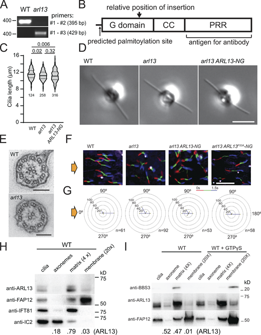 ARL13 is a ciliary matrix protein. (A) PCR products from WT or arl13 genomic DNA. The expected product size and the position of the nearest DNA size marker are indicated. The positions of the primers are marked in Fig. 1 A. (B) Schematic presentation of ARL13 protein showing its G domain, coiled coil (CC) domain, and proline rich region (PRR). The predicted site of palmitoylation (C12), the position corresponding to the site of the insertion in arl13, and the region used for antibody production are marked. (C) Violin plot of the ciliary lengths of control (g1, WT), arl13, and arl13 ARL13-NG cells. The number of cilia analyzed and the P values of a two-tailed t test are indicated. (D) DIC image of live control (g1, WT), arl13, and arl13 ARL13-NG cells. Bar = 10 µm. (E) TEM images of control (g1, WT) and arl13 cilia in cross section. Bar = 100 nm. (F and G) Single cell motion analysis of the control (g1, WT), arl13, and arl13 ARL13-NG and arl13 ARL13F53A-NG strains. The direction of light is indicated (yellow arrows). (F) Composite micrographs showing the tracks of individual cells. Each of the three frames taken during a 1.5 s period was assigned a different color in the order red (first image), green, blue (last image) to visualize the swimming direction. Bar = 100 µm. (G) Radial histograms showing the percentage of cells swimming in a particular direction (six bins of 60° each). (H) Western blot of isolated control cilia and ciliary fractions probed with antibodies against ARL13, the membrane protein FAP12, the matrix protein IFT81, and the axonemal IC2. The numbers at the bottom indicate the distribution of ARL13 based on the band intensities of the axonemal, matrix, and membrane fractions. Note that some IFT81 is present in the axonemal fraction and some FAP12 in the matrix fraction indicating that the extraction with Triton X-114 and the phase separation were incomplete. (I) Western blot of isolated ciliary samples and ciliary fractions from wild-type cells probed with antibodies against BBS3, ARL13, and FAP12. Triton X-114 phase partitioning was carried out with and without GTPγS as indicated. The numbers at the bottom indicate the distribution of ARL13 based on the band intensities. Source data are available for this figure: SourceData FS1. Refer to the image caption for details.