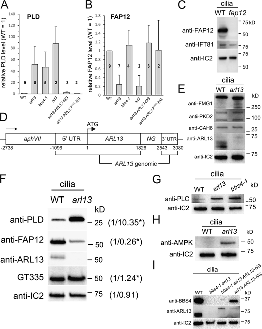 arl13 cilia accumulate AMPK and PLC. (Aand B) Bar graphs showing the relative levels of PLD (A) and FAP12 (B) in the strains indicated based on Western blot quantifications. The number of biological repeats, i.e., cilia preparations, is indicated; error bars show the standard deviation. (C) Western blot characterizing the anti-FAP12 antibody using isolated cilia of control (WT, g1) and a fap12 insertional mutant (CLiP strain LMJ.RY0402.206664), which carries an insertion in the fourth exon deleting four bases. Anti-IC2 and anti-IFT81 were used as loading controls. The fap12 mutant will be characterized elsewhere. (D) Schematic presentation of the ARL13-NG expression vector. (E) Western blot of isolated cilia from control (g1, WT) and arl13 strains probed with antibodies against FMG1, PKD2, CAH6, ARL13, and IC2, as a loading control. The analysis is based on several membranes with equal loading; the lanes stained with anti-ARL13 and anti-IC2 were also used for the Western blot shown in Fig. 2 A. (F) Western blot of isolated cilia from control (g1, WT) and arl13 strains probed with GT335 to detect polyglutamylated protein, anti-ARL13, anti-FAP12, anti-PLD and anti-IC2, as a loading control. The numbers indicate band intensities (WT = 1), the stars indicate that the values were adjusted for loading based on the IC2 signal. One of two biological replicates is shown. (G) Western blot of isolated cilia from control (g1, WT), arl13 and bbs4-1 strains probed with antibodies against PLC and IC2, as a loading control. Antibodies to PLC were characterized by Awasthi et al. (2012). (H) Western blot of isolated cilia from control (g1, WT) and arl13 probed with antibodies against AMPK, and IC2, as a loading control. (I) Western blot of isolated cilia from control (g1, WT), bbs4-1arl13, bbs4-1arl13 ARL13-NG, and arl13 ARL13-NG strains probed with antibodies against BBS4, ARL13, and IC2, as a loading control. Source data are available for this figure: SourceData FS2. Refer to the image caption for details.