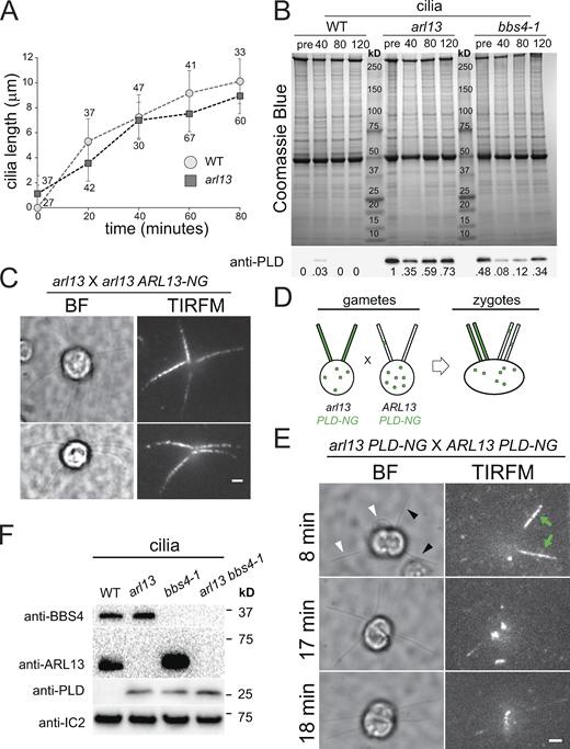 PLD accumulates slowly in arl13 cilia. (A) Cilia regeneration kinetics after deciliation by a pH shock for control (WT; circles) and arl13 (squares). One cilium was measured per cell, and the number of cells analyzed is indicated. (B) Coomassie Blue stained gel (top) and Western blot of a replicate gel using anti-PLD (bottom) of control (g1, WT), arl13 and bbs4-1 cilia harvested at full-length (pre; no deciliation) and during regeneration at 40, 80, and 120 min after deciliation by a pH shock. PLD accumulated over time in regenerating arl13 and bbs4-1 cilia. Note transient presence of PLD in control cilia during early regeneration. Numbers indicate the anti-PLD signal strength normalized for the Coomassie Blue stained samples. One of two biological replicates is shown with the other experiment omitting the 40 min-samples and the bbs4-1 strain. (C) Bright field (BF) and TIRF images of two arl13 × arl13 ARL-NG zygotes. The images were recorded within 20 min after mixing of the gametes indicating rapid entry of ARL13-NG in arl13-derived cilia. Bar = 2 µm. (D) Schematic presentation of the dikaryon rescue experiment using arl13 PLD-NG and control PLD-NG gametes. After fusion, ARL13 provided by wild-type parent is available for entry into arl13-derived cilia and its effect on the distribution of PLD-NG can be analyzed by TIRFM. (E) Gallery of bright field (BF) and TIRF images of arl13 PLD-NG × PLD-NG zygotes. The time passed since mixing of the gametes is indicated. In the top row, green arrows and black arrowheads indicate the PLD-NG positive cilia; white arrowheads mark cilia derived from the PLD-NG parent. Bar = 2 µm. (F) Western blot of isolated cilia from control (g1, WT), arl13, bbs4-1 and arl13 bbs4-1 double mutant probed with antibodies against BBS4, ARL13, PLD, and IC2, as a loading control. Source data are available for this figure: SourceData F3. Refer to the image caption for details.