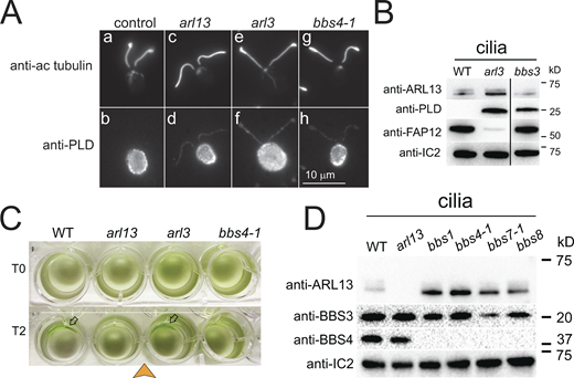 PLD accumulates along the length of arl13, arl3, and bbs4-1 cilia. (A) Immunofluorescence of methanol (−20°C) treated control (a/b), arl13 (c/d), arl3 (e/f), and bbs4-1 (g/h) cells stained with anti-acetylated tubulin (a, c, e, and g) and anti-PLD (b, d, f, and h). In the cell body, most PLD is located below the plasma membrane. Bar = 10 µm. (B) Western blot of isolated cilia from control (g1, WT), arl3 and bbs3 probed with antibodies against ARL13, PLD, FAP12, and IC2, as a loading control. The black line indicates that an unrelated lane was cropped out; see source file for the uncropped blot. (C) Population phototaxis assay of control (g1, WT), arl13, arl3, and bbs4-1. The direction of light (arrowhead) and time of exposure in minutes are indicated. Arrows, accumulated cells. (D) Western blot of isolated cilia from control (g1, WT), arl13, and bbs mutants probed with antibodies against ARL13, BBS3, BBS4, and, as a loading control, IC2. Source data are available for this figure: SourceData FS5. Refer to the image caption for details.