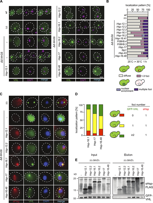 Most growth complementing C. elegans sHsps function as sequestrases. (A)S. cerevisiae wt, ∆∆, and ∆∆btn2∆ cells expressing C. elegans sHsps and GFP-VHL (green) were grown at 25°C and shifted to 30°C for 1 h. Temperature-upshifted samples were collected and analyzed by fluorescence microscopy. DNA was stained by DAPI. Maximum intensity Z-projection images of selected growth complementing and non-complementing C. elegans sHsps are shown. ∆∆btn2∆ cells showing diffuse staining or multiple GFP-VHL foci are depicted. Scale bar: 2 μm. (B) Cellular localization of GFP-VHL in respective yeast cells was categorized into diffuse staining, organized inclusions (1–3 foci/cell), nuclear enrichment, and multiple inclusions (>3 foci/cell) and quantified (n > 100; three replicates, all with a similar outcome). The cartoon representation illustrates the different phenotypes scored. (C) Yeast cells expressing selected growth complementing and non-complementing C. elegans sHsps were subjected to temperature upshift as in A. Samples were collected and sHsp localizations were determined by immunofluorescence microscopy using α-Flag antibodies (red). Maximum intensity Z-projection images are shown. DNA was stained by DAPI. Scale bar: 2 µm. (D) Co-localization of GFP-VHL and sequestrase positive sHsp foci were quantified (n > 50; 2 replicates with a similar outcome). Cells harboring (i) no, (ii) a single nuclear, and (iii) cytosolic plus nuclear GFP-VHL foci were analyzed for the presence of nuclear sHsp foci. The cartoon representation illustrates the different phenotypes scored. (E) Yeast cells expressing selected growth complementing and non-complementing C. elegans Flag-tagged sHsps were subjected to a temperature upshift (as in A). Samples were collected, lysed, and subjected to immunoprecipitation of sHsps using α-FLAG antibody-conjugated agarose beads. Input and elution samples were collected and analyzed by Western blotting for sHsp levels using α-FLAG antibodies and for co-immunoprecipitated GFP-VHL levels using α-GFP antibodies. Source data are available for this figure: SourceData F2. Refer to the image caption for details.