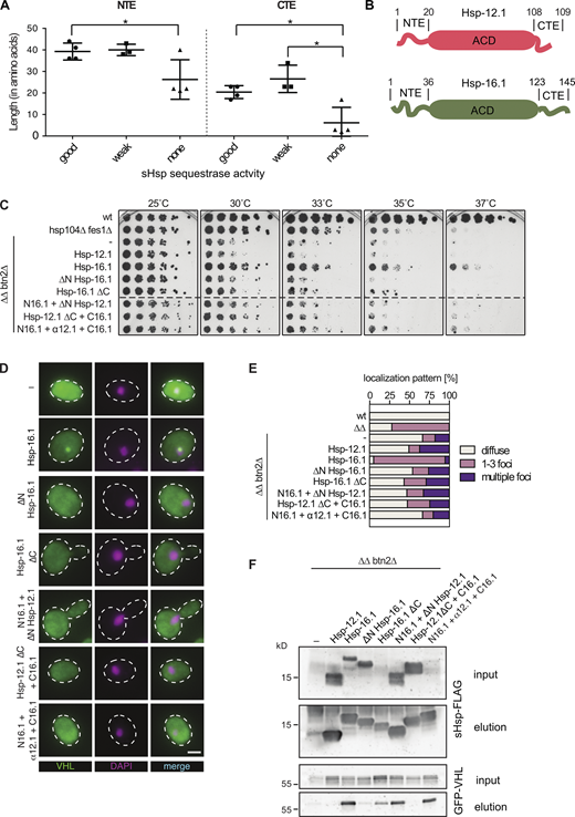 Hsp-16.1 NTE and CTE are necessary but not sufficient for sequestrase activity. (A) Comparison of the lengths of the NTEs and CTEs of C. elegans sHsps that belong to one classification based on growth complementation and sequestrase activities (good: Hsp-16.1, Hsp-16.2. Hsp-17, Hsp-16.48; weak: Sip1, F08H9.3, F08H9.4; none: Hsp-12.1, Hsp-12.2, Hsp-12.3, Hsp-16.41; not included: Hsp-43) as mean ± SD. Each point represents the NTE or CTE length of one sHsp. An unpaired t test (two-tailed) was used to assess the statistical significance of NTE and CTE length differences between the classified sHsps (*, P < 0.05). (B) Cartoon representation of sequestrase-negative (Hsp-12.1) and -positive (Hsp-16.1) sHsp models. Domain boundaries between NTE, α-crystallin domain, and CTE are indicated. (C) Five-fold serial dilutions of S. cerevisiae wt, hsp104∆ fes1∆ (∆∆), and ∆∆btn2∆ cells expressing indicated deletion mutants of Hsp-16.1 and Hsp-12.1/Hsp-16.1 chimera were spotted on YPD agar plates and incubated at indicated temperatures for 3 d. Dashed lines indicate that spot tests from different plates are cropped and shown together for comparative analysis. Domain organizations of Hsp-16.1 and Hsp-12.1 indicating variable NTE/CTE lengths are indicated (top). (D)S. cerevisiae ∆∆btn2∆ cells expressing indicated Hsp-16.1 deletion mutants and GFP-VHL were grown at 25°C and shifted to 30°C for 1 h, followed by fluorescence microscopy analysis. DNA was stained with DAPI. Maximum intensity Z-projection images are shown. Scale bar: 2 µm. (E) Proportion of cells (n > 100; 2 replicates with a similar outcome) from C showing diffuse fluorescence, organized inclusions (1–3/cell), and multiple foci. Quantification of GFP-VHL localization in S. cerevisiae WT and hsp104∆ fes1∆ (∆∆) cells is provided as the control. (F) Temperature upshifted samples from C were collected, lysed, and subjected to immunoprecipitation of Hsp-16.1 deletion mutants and Hsp-12.1/Hsp-16.1 chimera using α-FLAG antibody-conjugated agarose beads. Input and elution samples were collected and analyzed by Western blot for sHsp levels using α-FLAG antibodies and for co-immunoprecipitated GFP-VHL levels using α-GFP antibodies. Source data are available for this figure: SourceData F4.