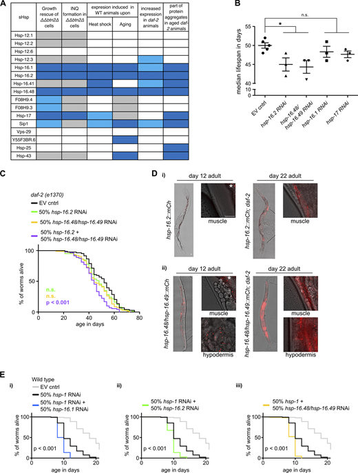 C. elegans sHsps with sequestrase activity contribute to increased life span of daf-2 animals. (A) Relation of the growth complementation and sequestrase activities of C. elegans sHsps in S. cerevisiae ∆∆btn2∆ cells and their in vivo characteristics. The relative activities of C. elegans sHsps in yeast assays (this work), their degree of upregulation during the indicated stress conditions, and their presence in the insoluble cell fraction of aged C. elegans daf-2 animals are illustrated by color code (dark blue, moderately active/strong induction; bright blue, weakly active/moderate induction; gray, not active/not induced; white, not tested/no information available). Data on C. elegans sHsps were derived from Walther et al. (2015); Liang et al. (2014); Hsu et al. (2003); Brunquell et al. (2016); Jovic et al. (2017); Lund et al. (2002); Shim et al. (2003). (B) Scatter plot of the median lifespans ± SEM from all experiments of daf-2(e1370) animals on empty vector (EV) control (n = 5) or 100% sHsp RNAi plates (n = 3). Median lifespans were extracted with GraphPad Prism 6.h and tested for statistically significant differences using one-way ANOVA with Dunnett’s adjustment for multiple comparisons. n ≥ 3; * P < 0.05. Data distribution was assumed to be normal, but this was not formally tested. (C) Representative lifespan curves of starting populations of 100-101 daf-2(e1370) animals on EV plates, 50% diluted RNAi plates against hsp-16.2, hsp-16.48/hsp-16.49, or a 1:1 combination of these from a single experiment. The experiment was repeated an additional time with the same outcome. (D) Composite pictures of brightfield and collapsed confocal z-stacks of either whole nematodes or the indicated tissues. Differential expression of (i) Hsp-16.2::mCh or (ii) Hsp-16.48::mCh/Hsp-16.49::mCh between Wt and daf-2 mutant background at the specified ages. (E) Representative lifespan curves of starting populations of 110 Wt animals on EV plates, 50% diluted RNAi plates against hsp-1 only, or in a 1:1 combination with RNAi against (i) hsp-16.1, (ii) hsp-16.2, or (iii) hsp-16.48/hsp-16.49 from a single experiment. The experiment was repeated two additional times with the same outcome. (C and D) P values of the lifespans were calculated using the log-rank method utilizing Prism 6.h. Survival statistics for all lifespan assays including repeats are summarized in Table S5.