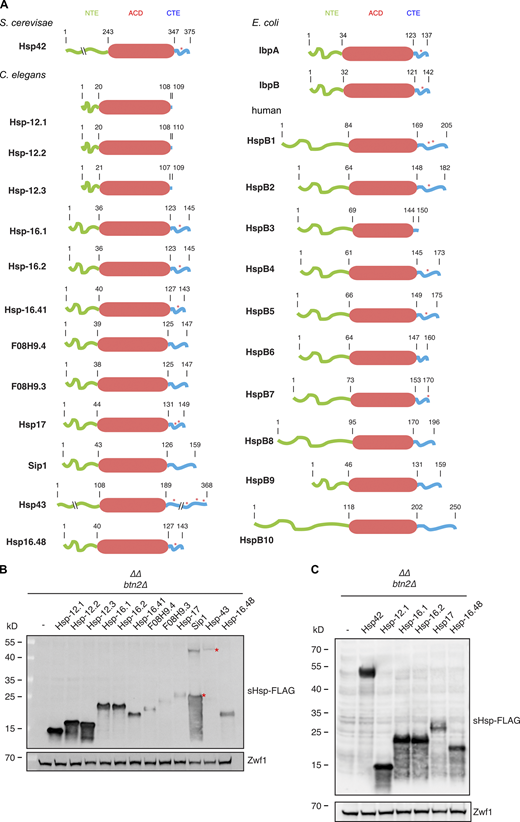 Expression of C. elegans sHsps in yeast sequestrase mutant cells. (A) Cartoon representation of screened C. elegans sHsps with indicated boundaries between N-terminal extension (NTE), α-crystallin domain (ACD), and C-terminal extension (CTE). A red asterisk in the CTE indicates presence of the conserved IXI motif. (B) Western blot analysis depicting the levels of all tested or (C) selected sequestrase-positive and -negative C. elegans sHsps in comparison to Hsp42 (FLAG-tagged allele) in ∆∆btn2∆ cells. α-FLAG and α-Zwf1 antibodies were used to probe for sHsp and Zwf1 (loading control) levels, respectively. A red asterisk (B) indicates the correct molecular weight of the respective sHsp. Source data are available for this figure: SourceData FS1.