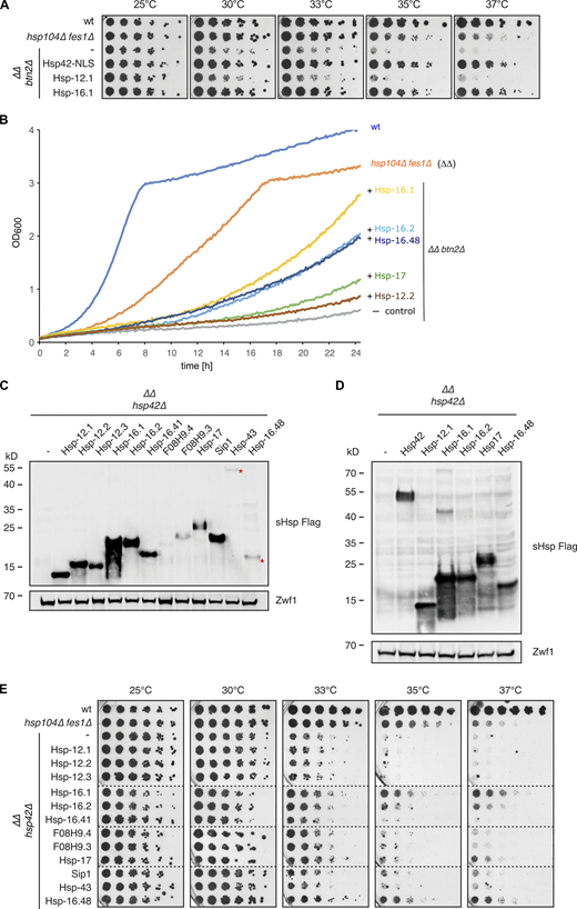 A subset of sHsps complements growth deficits of yeast sequestrase mutant cells. (A) Fivefold serial dilutions of S. cerevisiae wt, hsp104∆ fes1∆ (∆∆), and ∆∆btn2∆ cells expressing the indicated C. elegans sHsps or an additional HSP42 allele (SV40NLS-FLAG tagged) were spotted on YPD plates and incubated at indicated temperatures for 3 d. (B)S. cerevisiae WT and indicated mutant strains with or without indicated C. elegans sHsps were grown in YPD media at 25°C. Log phase cultures were normalized to OD600 = 0.2, shifted to 33°C and then growth (OD600 value) of each yeast strain was monitored for 25 h. (C and D) Western blot analysis depicting the levels of all (C) tested or (D) selected sequestrase positive and negative C. elegans sHsps in comparison to Hsp42 (FLAG-tagged allele) in the ∆∆hsp42∆ cells. α-FLAG and α-Zwf1 antibodies were used to probe for sHsp and Zwf1 (loading control) levels, respectively. A red asterisk (A) indicates the correct molecular weight of the respective sHsp. (E) Five-fold serial dilutions of S. cerevisiae WT, hsp104∆ fes1∆ (∆∆), and ∆∆hsp42∆ cells expressing the indicated C. elegans sHsps were spotted on YPD plates and incubated at indicated temperatures for 3 d. Dashed lines indicate that spot tests from different plates are cropped and shown together for comparative analysis. Source data are available for this figure: SourceData FS2. Refer to the image caption for details.