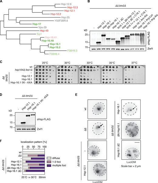 Hsp-16.1 NTE and CTE are crucial for sequestrase activity. (A) Phylogenetic tree depicting that C. elegans sHsps populate two major clades and most sHsps with sequestrase activity (depicted in dark green) except Hsp-17 fall into one clade. The phylogenetic analysis was performed at http://www.phylogeny.fr using the complete sHsp sequence. sHsps that partially rescued the growth deficits of ∆∆btn2∆ mutant cells but showed no sequestrase activity are depicted in light green. sHsps were tested negative in all assays are depicted in red and sHsps that were not included in the screen are depicted in grey. (B) Expression levels of Hsp-12.1 and Hsp-16.1 wild type, mutant derivatives and fusion constructs were determined in S. cerevisiae ∆∆btn2∆ cells using α-FLAG antibodies. Zwf1 levels were determined using α-Zwf1 antibodies and served as loading control. (C) Fivefold serial dilutions of S. cerevisae WT, hsp104∆ fes1∆, and ∆∆btn2∆ cells expressing Hsp-12.1, Hsp-16.1, or a Hsp-16.1 IXI mutant were spotted on YPD plates and incubated at indicated temperatures for 3 d. (D) Expression levels of sHsps tested in C were determined as described in B. (E)∆∆btn2∆ cells expressing indicated Hsp-16.1 deletion mutants together with GFP-Luciferase-DM-NLS were grown at 25°C and shifted to 30°C for 30 min. GFP-Luciferase-DM-NLS localization was analyzed after heat shock using fluorescence microscopy. Maximum intensity Z-projection images are shown. Arrows indicate foci formation. Scale bar: 2 µm. (F) Cellular localizations of GFP-Luciferase-DM-NLS in respective yeast cells (see E) were quantified (n > 100; 3 replicates with similar outcome) and categorized into diffuse staining, organized inclusions (1–3 foci) and multiple inclusions (>3 foci). Source data are available for this figure: SourceData FS4.