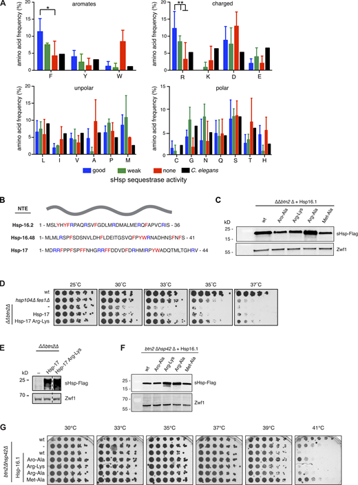 Aromatic, methionine, and arginine residues enriched in the NTE of sequestrase positive sHsps regulate sequestrase activity. (A)C. elegans sHsps were classified according to their determined growth complementation and sequestrase activities (good: Hsp-16.1, Hsp-16.2. Hsp-17, Hsp-16.48; weak: Sip1, F08H9.3, F08H9.4; none: Hsp-12.1, Hsp-12.2, Hsp-12.3, Hsp-16.41, Hsp-43). NTE boundaries were identified by sequence alignment and frequency distributions of amino acids present in the NTE were determined. The frequencies (%) of individual amino acids represent the ratio of the number of a particular residue and the total length of the respective NTE. The average frequency of each amino acid in the total C. elegans proteome is given as reference (Tsuji et al., 2010). Error bars indicate ± SD of the respective amino acid frequencies of sHsps grouped into the same category. An unpaired t test (two-tailed) was used to assess the statistical significance of phenylalanine and arginine enrichment in the NTE of sequestrase positive sHsps (*, P < 0.05; **, P < 0.01). (B) Color-coded amino acid sequence of the NTE of Hsp-16.2, Hsp-17 and Hsp-16.48. Aromatic and arginine residues are highlighted in red and blue, respectively. (C) Expression levels of Δ1-7 Hsp-16.1 (right) and Hsp-16.1 NTE point mutants (left) were determined in S. cerevisiae ∆∆btn2∆ cells by Western blot analysis using α-FLAG antibodies. Zwf1 levels were determined using α-Zwf1 antibodies and served as loading control. (D) Fivefold serial dilutions of S. cerevisiae wt, hsp104∆ fes1∆ (∆∆), and ∆∆btn2∆ cells expressing Hsp-17 or Hsp-17-Arg/Lys were spotted on YPD agar plates and incubated at indicated temperatures for 3 d. (E) Expression levels of Hsp-17 and Hsp-17-Arg/Lys were determined in S. cerevisiae ∆∆btn2∆ cells by Western blot analysis using α-FLAG antibodies. Zwf1 levels were determined using α-Zwf1 antibodies and served as loading control. (F) Expression levels of Hsp-16.1 NTE point mutants (left) were determined in S. cerevisiae btn2∆ hsp42∆ cells by Western blot analysis using α-FLAG antibodies. Zwf1 levels were determined using α-Zwf1 antibodies and served as loading control. (G) Fivefold serial dilutions of indicated yeast strains expressing indicated C. elegans Hsp-16.1 WT and mutant derivatives in btn2∆ hsp42∆ cells were spotted on YPD plates and incubated at indicated temperatures for 3 d. Source data are available for this figure: SourceData FS5. Refer to the image caption for details.