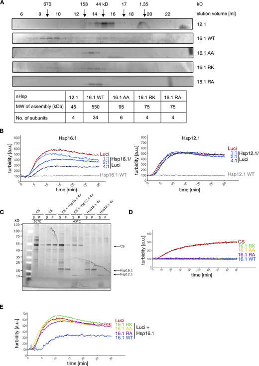 Biochemical analysis of C. elegans Hsp-16.1 and Hsp-12.1. (A) Determination of sHsp oligomeric states by size exclusion chromatography. Assembly size was estimated by fitting a calibration curve from standard proteins and referencing sHsp elution peaks. The number of subunits was calculated by dividing the estimated molecular weight of the assembly by the size of a monomer. (B) Prevention of firefly Luciferase aggregation at increasing sHsp/substrate ratios (left: Hsp-16.1, right: Hsp-12.1) was monitored by turbidity measurements at 42.5°C. The sHsp/substrate ratio is indicated. sHsp only controls (Hsp-16.1, Hsp-12.1) are provided. (C) Distribution of citrate synthase after incubation at 43°C in the presence and absence of Hsp-16.1 and Hsp-12.1 between supernatant and pellet fractions. (D) Light scattering measurements of 1 µM Hsp-16.1 variants (equivalent to highest concentration used in prevention of CS aggregation assays) were performed in absence of CS at 43°C. (E) Prevention of firefly Luciferase aggregation by Hsp-16.1 WT and NTE mutants at 4:1 sHsp/substrate ratio was monitored at 42.5°C. Representative curves from at least three independent experiments are provided (B, D, and E). Source data are available for this figure: SourceData FS6. Refer to the image caption for details.