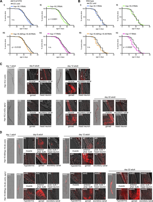 sHsp sequestrases affect aging of C. elegans WT and daf-2 animals. (A) Representative Kaplan-Meier lifespan curves of starting populations of 98-103 WT animals on EV control plates or RNAi plates against hsp-16.1, hsp-16.2, hsp-16.48, or hsp-17 from one assay. This experiment was repeated an additional time with similar outcome. (B) Representative Kaplan-Meier lifespan curves of starting populations of 94-101 daf-2(e1370) animals on EV control plates or RNAi plates against hsp-16.1, hsp-16.2, hsp-16.48, or hsp-17 from one assay. This experiment was repeated two additional times with similar outcome. (A and B) P values of the lifespans were calculated using the log-rank method utilizing Prism 6.h. Survival statistics for all lifespan assays including repeats are summarized in Table S5. (C and D) Composite pictures of brightfield and collapsed confocal z-stacks of either the indicated tissues or whole animals. Differential expression of (C) Hsp-16.2::mCh or (D) Hsp-16.48/Hsp-16.49::mCh between WT and daf-2 mutants at the specified ages. Scale bars: 20 µm. Refer to the image caption for details.