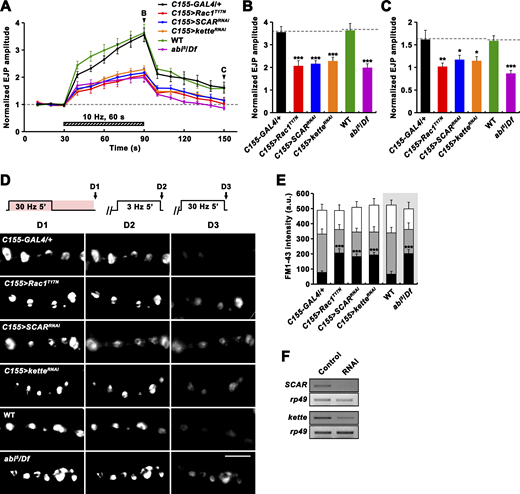 Rac1-SCAR pathway components are required for PTP and RP mobilization. (A–C) EJPs were recorded before, during, and after a 10 Hz, 1 min PTP induction protocol (0.3 mM Ca2+; Fig. 4 A) from C155-GAL4/+, C155-GAL4/+; UAS-Rac1T17N/+ (C155>Rac1T17N), C155-GAL4/+; UAS-Dicer-2/+; UAS-SCARRNAi/+ (C155>SCARRNAi), C155-GAL4/+; UAS-Dicer-2/+; UAS-ketteRNAi/+ (C155>ketteRNAi), WT, and abi5/Df larval preparations. (A) Plot of mean EJP amplitudes normalized to mean initial amplitude. Each point in the ordinate represents the mean normalized amplitude for every 10 s. (B and C) Bar graphs of mean normalized EJP amplitudes at the end of (B) and at 60 s after (C) tetanic stimulation. n = 15 larvae. Dashed lines represent mean C155-GAL4/+ or WT values. (D) After loading of ECP and RP with FM1-43 as described in Fig. 5 C, larval preparations of indicated genotypes were quickly washed with Ca2+-free saline and imaged (D1). Loaded preparations were subsequently stimulated at 3 Hz for 5 min in 2 mM Ca2+ saline without dye to unload ECP and imaged (D2). Preparations were further stimulated in 2 mM Ca2+ saline at 30 Hz for 5 min and reimaged (D3). (E) FM1-43 fluorescence intensity in boutons before (D1, height of whole columns) and after (D2, height of gray columns) 3 Hz stimulation, and after (D3, height of black columns) 30 Hz stimulation. Mean values were derived from 12 boutons from 6 different larvae. a.u., arbitrary units. (F) RT-PCR analysis of SCAR (two upper panels) and kette (two bottom panels) expression after ubiquitous expression of the SCAR or kette RNAi transgene (Control, da-GAL4/+; RNAi, da-GAL4>SCARRNAi or ketteRNAi). rp49 was used as a loading control. Data represent mean ± SEM. Statistically significant difference versus WT or C155-GAL4/+ is indicated (*, P < 0.05; **, P < 0.01; ***, P < 0.001). Scale bar: 5 μm. Source data are available for this figure: SourceData F8. Refer to the image caption for details.