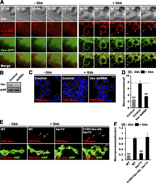 Vav is required for Gbb-induced macropinocytosis. (A) Time-lapse imaging of mock-treated (− Gbb) or Gbb-stimulated (+ Gbb) BG2-c2 cells expressing the PI(4,5)P2 probe PLC-PH-mCherry (red) and Vav-GFP (green). Differential interference contrast images are shown with elapsed times (min:s) in top panels. Note that in Gbb-stimulated cells, Vav-GFP is associated with PLC-PH-mCherry–labeled macropinocytic structures including ruffles, macropinocytic cups, and newly formed macropinosomes (arrowheads). (B–D) RNAi knockdown of Vav expression significantly impairs Gbb-induced macropinocytosis in BG2-c2 cells. (B) RT-PCR analysis of Vav and rp49 RNA expression in mock-treated (control) and Vav dsRNA-transfected BG2-c2 cells. (C) Confocal images of control or Vav-knockdown BG2-c2 cells. Cells were incubated for 5 min with 2 mg/ml TMR-Dex (70 kD, red) in the absence or presence of 50 ng/ml recombinant Gbb and stained with DAPI (blue). (D) Quantification of the number of TMR-Dex-filled macropinosomes (puncta >0.2 μm in diameter) per cell. n = 60 cells. (E and F) Vav is required for Gbb-induced synaptic macropinocytosis. (E) Confocal images of NMJ 6/7 terminals stained with anti-HRP (green) following 5-min pulse of 2 mg/ml TMR-Dex (red) in the absence or presence of 50 ng/ml Gbb are shown for WT, Vav2/Y, and C155-GAL4/Y; UAS-Vav-HA/+ (C155>Vav-HA, Vav2/Y) larvae. Arrowheads indicate TMR-Dex–positive puncta. (F) Quantification of the number of TMR-Dex–positive puncta per bouton. n = 30 NMJ branches. Data represent mean ± SEM. ***, P < 0.001. Dashed lines represent mean Gbb-treated control or Gbb-treated WT values. Scale bars: 0.5 μm (A); 5 μm (C); 2 μm (E). Source data are available for this figure: SourceData FS2.