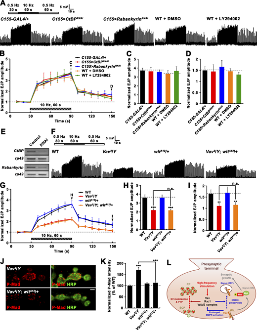 Reduced PTP in Vav mutants is not secondary consequences of impaired macropinocytosis or excessive BMP signaling. (A–D) PTP is not impaired by genetic or pharmacological perturbation of macropinocytosis. (A) Representative recordings from WT, C155-GAL4/+, C155-GAL4/+; UAS-CtBPRNAi/+ (C155>CtBPRNAi), C155-GAL4/+; UAS-RabankyrinRNAi/+ (C155>RabankyrinRNAi) larvae in 0.3 mM Ca2+ saline. The stimulation paradigm was 0.5 Hz for 30 s (white bar), 10 Hz for 60 s (hatched bar), and 0.5 Hz for the remainder of experiment (white bar). For WT larvae, filleted preparations were preincubated in 0.3 mM Ca2+ saline with vehicle alone (0.1% DMSO, WT + DMSO) or the macropinocytosis inhibitor (25 μM LY294002, WT + LY294002) for 30 min, prior to PTP experiments. (B) Plot of mean EJP amplitudes normalized to mean initial amplitude. Each point in the ordinate represents the mean normalized amplitude for every 10 s. (C and D) Bar graphs of mean normalized EJP amplitudes for the 10-s period right before (C) and after (D) cessation of tetanic stimulation. n = 12 larvae. (E) RT-PCR analysis of CtBP (two upper panels) and Rabankyrin (two bottom panels) expression after ubiquitous expression of the CtBP or Rabankyrin RNAi transgene (Control, da-GAL4/+; RNAi, da-GAL4>CtBPRNAi or RabankyrinRNAi). rp49 was used as a loading control. (F–K) Removing one copy of wit in Vav2/Y mutants restores synaptic P-Mad, but not PTP, to WT levels. (F) Representative recordings from WT, Vav2/Y, witA12/+, and Vav2/Y; witA12/+ larvae in 0.3 mM Ca2+ saline. The stimulation paradigm was the same as in A. (G) Plot of mean EJP amplitudes normalized to mean initial amplitude. (H and I) Bar graphs of mean normalized EJP amplitudes for the 10-s period right before (H) and after (I) cessation of tetanic stimulation. n = 15 larvae. (J) Single confocal sections of NMJ 6/7 doubly labeled with anti–P-Mad (red) and anti-HRP (green) in WT, Vav2/Y, witA12/+, and Vav2/Y; witA12/+ larvae. (K) Quantification of the ratio of P-Mad to HRP intensities. Values are percentages of WT. n = 24 NMJs. (L) Model for Vav-Rac1 signaling-dependent regulation of synaptic growth and PTP. Data represent mean ± SEM. Comparisons are with WT (**, P < 0.01; ***, P < 0.001; n.s., not significant). Dashed lines represent mean C155-GAL4/+ or WT values. Scale bar: 2 μm. Source data are available for this figure: SourceData FS5. Refer to the image caption for details.