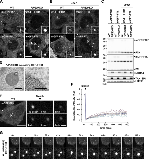 Ferritin particles assemble to form liquid-like condensates. (A and B) Fluorescent images of the ferritin subunits FTH1 and FTL. WT and macroautophagy-deficient FIP200 KO HeLa cells stably expressing mGFP-FTH1 or mGFP-FTL were grown in DMEM (A) or treated with 10 μg/ml ferric ammonium citrate (FAC) for 24 h (B) and observed by fluorescence microscopy. Scale bars, 10 μm (main) and 1 μm (inset). (C) Immunoblots showing the expression levels of mGFP-FTH1 and mGFP-FTL in cells used in A. (D) TEM images of the ferritin condensates in FIP200 KO HeLa cells expressing GFP-FTH1. Scale bars, 500 nm (main) and 100 nm (magnified). (E) FRAP analyses of the ferritin condensates. WT HeLa cells expressing mGFP-FTH1 were treated with 100 μg/ml FAC for 24 h followed by 50 μM deferoxamine (DFO) for 5 h, and subjected to FRAP analyses. Scale bars, 10 μm (main) and 1 μm (magnified). (F) Quantification of E. Fluorescence intensities before photobleaching were set to 1. Representative results from two independent experiments are presented as means ± SEM (n = 5). (G) Coalescence of the ferritin condensates. WT HeLa cells expressing GFP-FTH1 were grown in DMEM and observed by time-lapse fluorescence microscopy at ∼11-s intervals. Scale bars, 10 μm (main) and 1.5 μm (magnified). Source data are available for this figure: SourceData F1. Refer to the image caption for details.