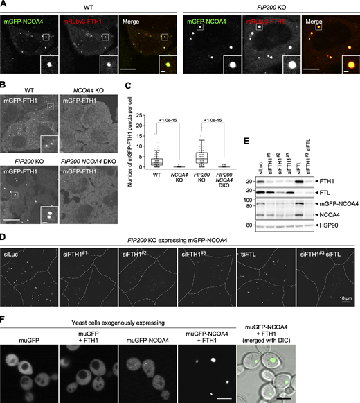 Figure 2. Refer to the image caption for details.