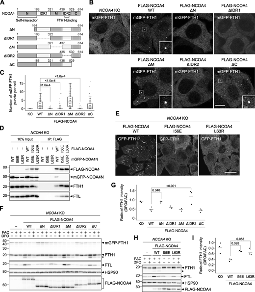 Ferritin–NCOA4 condensate formation is driven by NCOA4 self-interaction and responsible for ferritin degradation. (A) Truncated constructs of NCOA4. IDR, intrinsically disordered region. (B) WT or the truncated mutants of FLAG-NCOA4 were stably expressed in NCOA4 KO HeLa cells harboring mGFP-FTH1. Scale bars, 10 μm (main) and 1.5 μm (inset). (C) Numbers of mGFP-FTH1 puncta per cell in B were counted (n = 110–151 cells from three biological replicates). Solid bars indicate the means, boxes the interquartile ranges, and whiskers the 10th to 90th percentiles. Differences among the cells expressing FLAG-NCOA4 were statistically analyzed by Dunnett’s multiple comparison test (two-tailed test). Data distribution was assumed to be normal, which was not formally tested. (D) Defective self-interaction of the N-terminal domain mutants of NCOA4. NCOA4 KO HeLa cells expressing both FLAG-NCOA4 (full-length) and mGFP-NCOA4N (the N-terminal domain of NCOA4) with or without I56E or L63R mutation were subjected to coimmunoprecipitation using anti-FLAG antibody. The samples were analyzed by immunoblotting with the antibodies against FLAG, GFP, FTH1, and FTL. (E) The I56E or L63R mutant of FLAG-NCOA4 was stably expressed in NCOA4 KO HeLa cells harboring GFP-FTH1. The cells were observed as in A. (F) Cells used in B were grown in DMEM and treated with 10 μg/ml FAC for 24 h followed by 50 μM DFO for 12 h. Whole-cell lysates were analyzed by immunoblotting with the antibodies against FTH1, FTL, HSP90, and FLAG. Asterisk represents a putative degradation product of FTH1. (G) FTH1 degradation upon DFO treatment in F. The ratio of the endogenous FTH1 band intensities under DFO-treated conditions to those under FAC-treated conditions is shown. Solid bars indicate the means, and dots the data from three independent experiments. Differences were statistically analyzed by Dunnett’s multiple comparison test (two-tailed test). Data distribution was assumed to be normal, which was not formally tested. (H) The cells used in E were examined as in F. (I) Quantification of H as in G. Source data are available for this figure: SourceData F3.