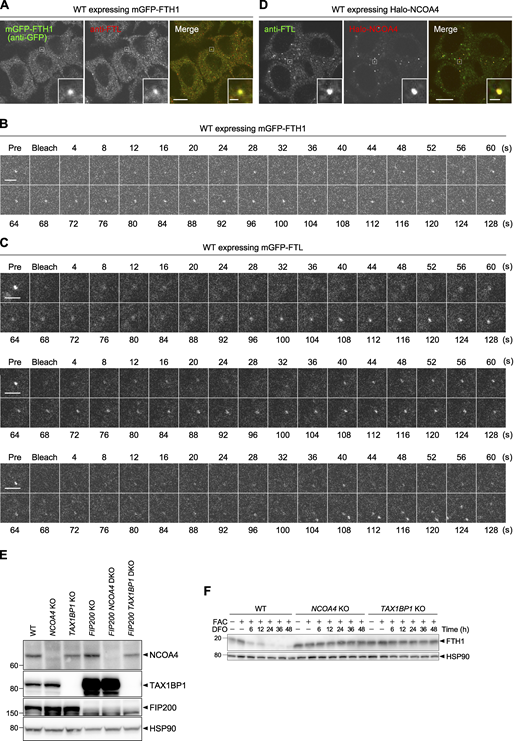 Ferritin forms liquid-like condensates with NCOA4. (A and D) WT HeLa cells expressing mGFP-FTH1 (A) or Halo-NCOA4 (D) were grown in DMEM, treated with 100 nM HaloTag SaraFluor 650T ligand (D), and then subjected to immunostaining with anti-FTL monoclonal antibody. Scale bars, 10 μm (main) and 1 μm (inset). (B and C) FRAP analyses of ferritin condensates. WT HeLa cells expressing mGFP-FTH1 (B) or mGFP-FTL (C) were treated with 100 μg/ml FAC for 24 h followed by 50 μM DFO for 2 h, and subjected to FRAP analyses (4-s intervals for 128 s). Three individual mGFP-FTL puncta are shown in C. Scale bars, 2 μm. (E) WT, NCOA4 KO, TAX1BP1 KO, FIP200 KO, FIP200 NCOA4 DKO, and FIP200 TAX1BP1 DKO HeLa cells were grown in DMEM. Whole-cell lysates were analyzed by immunoblotting with antibodies against NCOA4, TAX1BP1, FIP200, and HSP90. (F) WT, NCOA4 KO, and TAX1BP1 KO cells were grown in DMEM and treated with 10 μg/ml FAC for 24 h followed by 50 μM DFO for the indicated hours. Whole-cell lysates were analyzed by immunoblotting with antibodies against FTH1 and HSP90. Source data are available for this figure: SourceData FS1. Refer to the image caption for details.