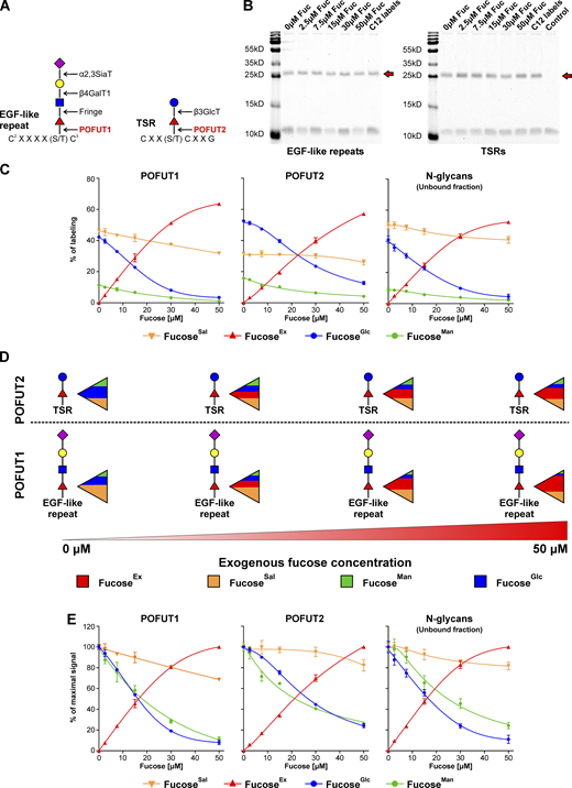 Various fucosyltransferases, which fucosylate different glycoproteins, exhibit distinct preference to different GDP-fucose sources. (A) Schematic showing POFUT1 and POFUT2 dependent glycosylation of EGF-like repeats and TSRs. (B) Coomassie Brilliant Blue G250 staining of a representative SDS-PAGE gel of purified recombinant EGF-like repeats and TSRs secreted for 12 h by Huh7 cells. Red arrows indicate the protein of interest. (C and E) Incorporation of 5 mM 13C-1,2-glucose, 50 μM 13C-1,2,3-mannose, and 13C-6-fucose into fucose associated with EGF-like repeats or TSRs secreted by Huh7 cells pre-labeled for 11 d with 50 μM 13C-UL-fucose expressed as a percentage of labeling (C) and a percentage of maximal signal (E); n = 2 (for POFUT1 and POFUT2) and n = 4 (for unbound N-glycans); data are presented as mean ± SD. (D) Schematic representation of the results presented in C. Source data are available for this figure: SourceData F5.