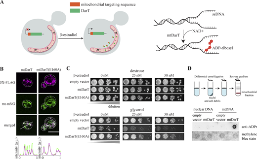 System to induce mitochondria-specific DNA damage. (A) Schematic representing the expression and localization of mtDarT on the addition of β-estradiol (left panel); diagrammatic representation of ADP-ribosylation of single-stranded DNA in presence of DarT and NAD+ (right panel). (B) Immunostaining for FLAG-tagged mtDarT/TE160A in cells expressing mitochondrially targeted mNeongreen. Intensity line profiles for mtDarT and mNeonGreen are shown at the bottom. Scale bar, 5 μm; white dotted lines mark cell outlines, here and in all other images. (C) Cell survival under increasing concentrations of β-estradiol on plates containing either dextrose or glycerol as a carbon source; cells were transformed with plasmids expressing mtDarT/TE160A or empty vector as a control. (D) Dot blot assay to assess ADP ribosylation on DNA, upon mtDarT expression. Both mitochondrial and nuclear DNA are probed. As a loading control, the same volumes of samples were spotted on a separate membrane and stained with 0.04% of methylene blue. Representative blot from two biological replicates. Source data are available for this figure: SourceData F1. Refer to the image caption for details.