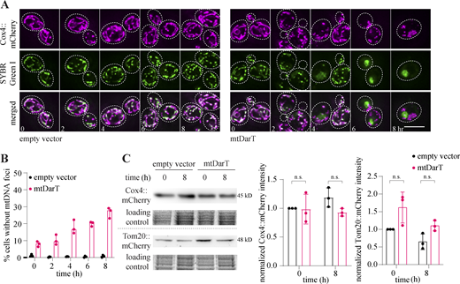 Changes in mitochondrial morphology accompany loss of mtDNA but not mitochondria. (A) Montage of cells expressing Cox4::mCherry stained with SYBR Green I to visualize mtDNA over time. (B) Percentage of cells over time without any mtDNA foci. Mean ± SD from three biological replicates; n > 100 in each biological replicate. (C) Cox4::mCherry and Tom20::mCherry Western blot with quantification from three biological replicates, normalized to an empty vector at t = 0; Error bars: SD. Statistical significance in C was calculated using unpaired Student’s t test. Source data are available for this figure: SourceData F4. Refer to the image caption for details.