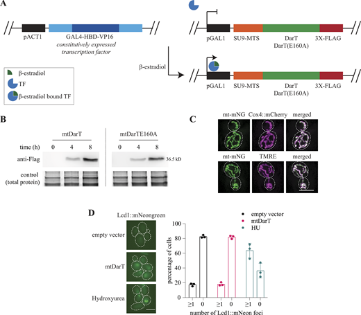 System to induce mitochondria-specific DNA damage. (A) Schematic of β-estradiol inducible system. Transcription factor GAL4-HBD-VP16 is constitutively expressed under a pACT1 promoter, and is activated on binding of β-estradiol. The activated transcription factor binds to pGAL1 and initiates transcription of gene under this promoter. (B) Western blots of FLAG-tagged mtDarT/TE160A after 4 and 8 h of induction with 100 nM β-estradiol. (C) Representative cells expressing mt-mNeongreen and Cox4::mCherry (top panel), and cell expressing mt-mNeongreen stained with TMRE (bottom panel). (D) Representative cells expressing Lcd1::mNeongreen after 6 h of mtDarT induction or 2 h after hydroxyurea (100 mM) treatment. Percentage cells with or without Lcd1::mNeongreen foci is plotted. N > 600 cells from three biological replicates. Scale bars, 5 μm; white dotted lines mark cell outlines, in all figures. Source data are available for this figure: SourceData FS1.