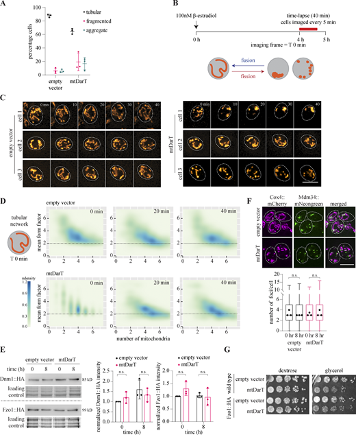 mtDNA damage impacts mitochondrial organization and dynamics. (A) Percentage of cells in each category in control (empty vector) or mtDarT cells at t = 0 h (mean ± SD from three biological replicates, n > 150 in each replicate). (B) Schematic showing experimental design for time lapse experiments. (C) Montage of single cells expressing Cox4::mCherry tracked over time (mean form factor <2 at the beginning of the time lapse), imaged for 40 min after 4 h of induction. T0 refers to the frame at the start of the imaging (after the period of pre-induction) here and in Fig. S2 D. (D) Density plots with mean form factor and number of mitochondria over time, plotted for cells starting with MFF >2 at the beginning of time lapse; n = 362 for empty vector, n = 347 for mtDarT pooled from three biological replicates. (E) Dnm1::HA and Fzo1::HA Western blot with quantification from 3 biological replicates, normalized to empty vector at t = 0; error bars: SD. (F) Representative images of cells expressing Mdm34::mNeongreen and Cox4::mCherry after 8 h of induction. Number of Mdm34 foci per cell are plotted for cells pooled from three biological replicates; n > 680. (G) Cell survival on plates containing either dextrose or glycerol as a carbon source, to ensure C-terminal tagging of Fzo1 does not affect cell growth. Statistical significance in E and F was calculated using unpaired Student’s t test. (*** P < 0.0001, ** P < 0.005, * P < 0.05 in all cases). Source data are available for this figure: SourceData FS2. Refer to the image caption for details.